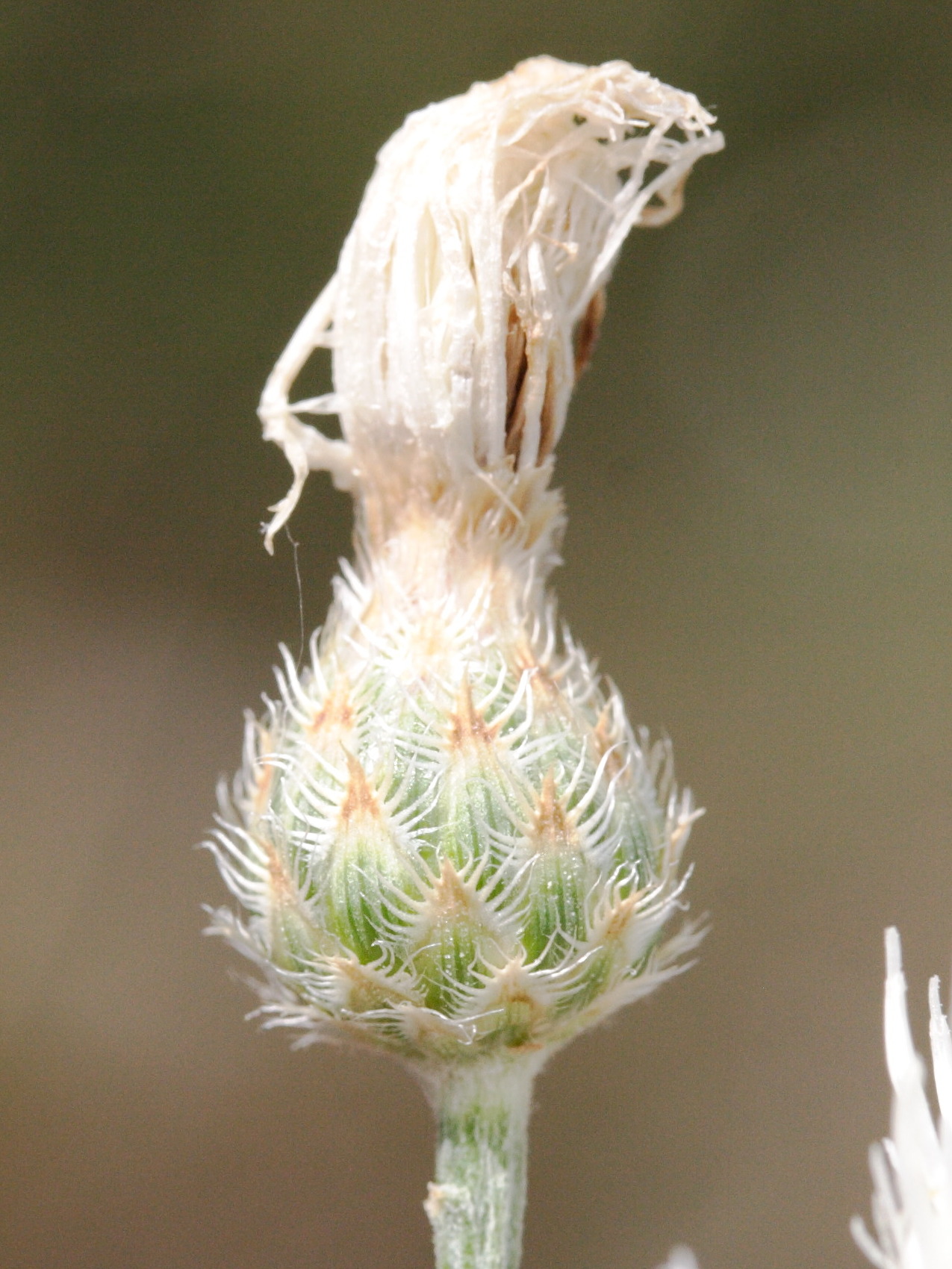 centaurea_leucophaea3md