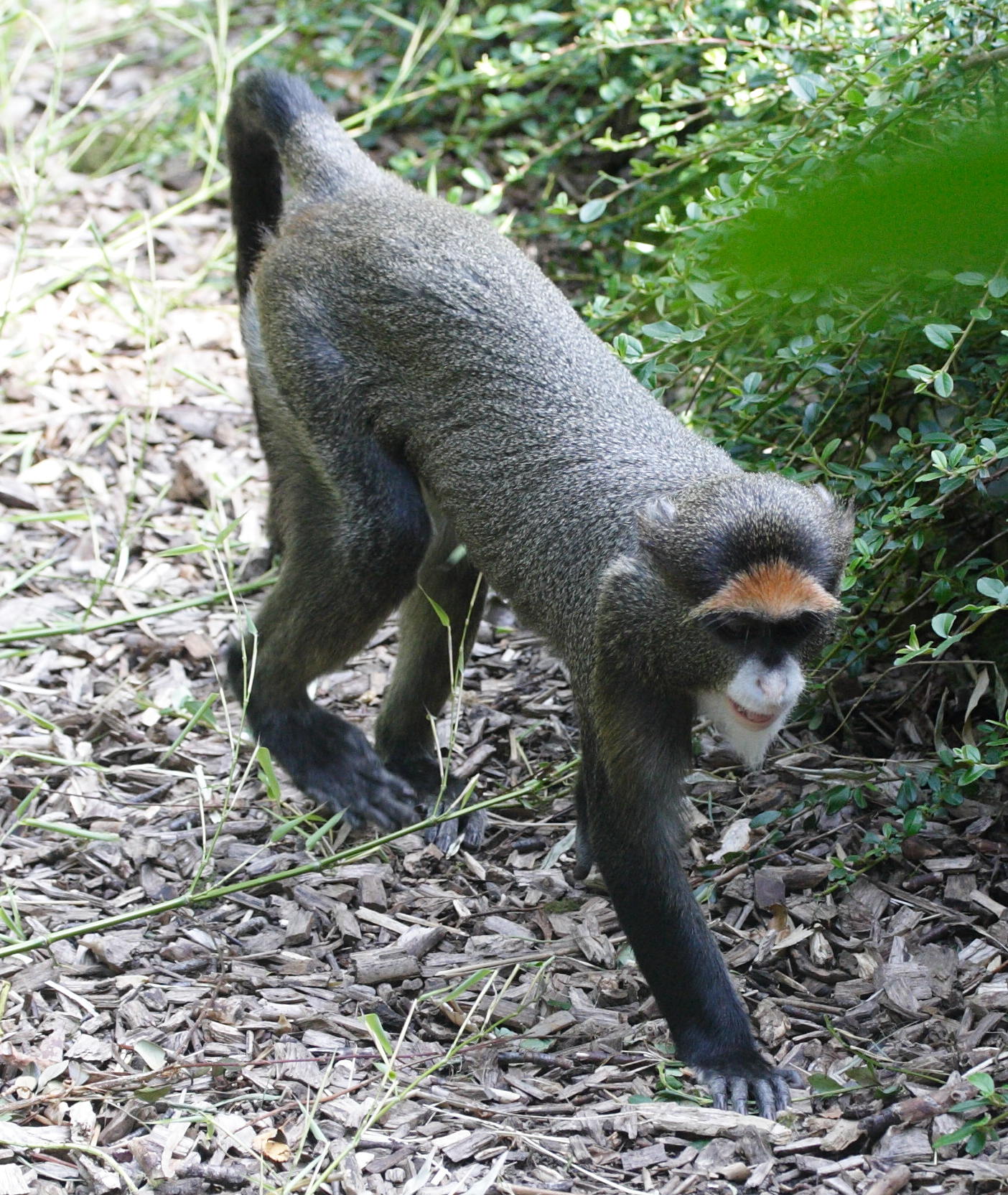 cercopithecus_neglectus2md