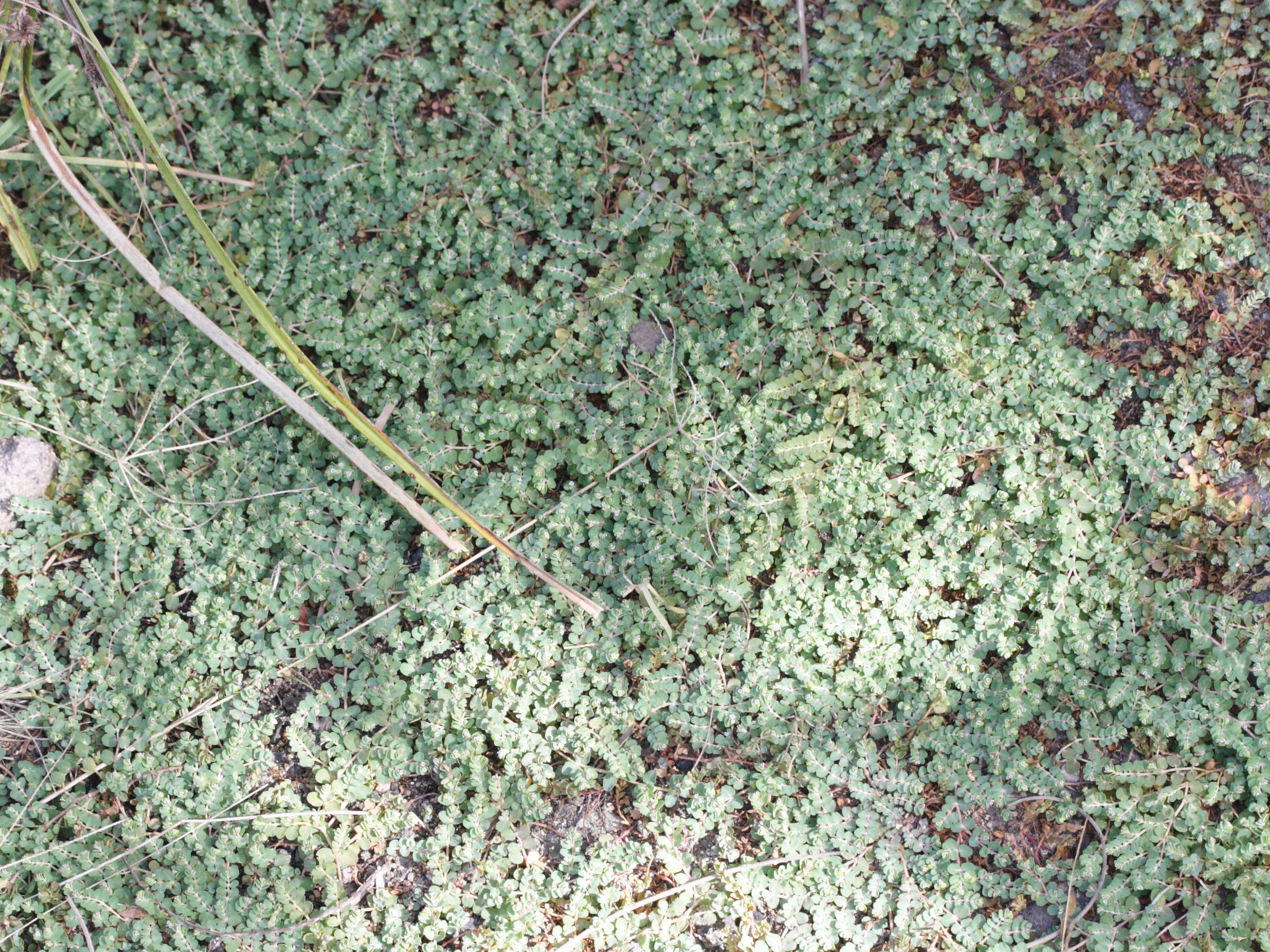 Afficher le média chamaesyce_serpens1md chamaesyce_serpens1md