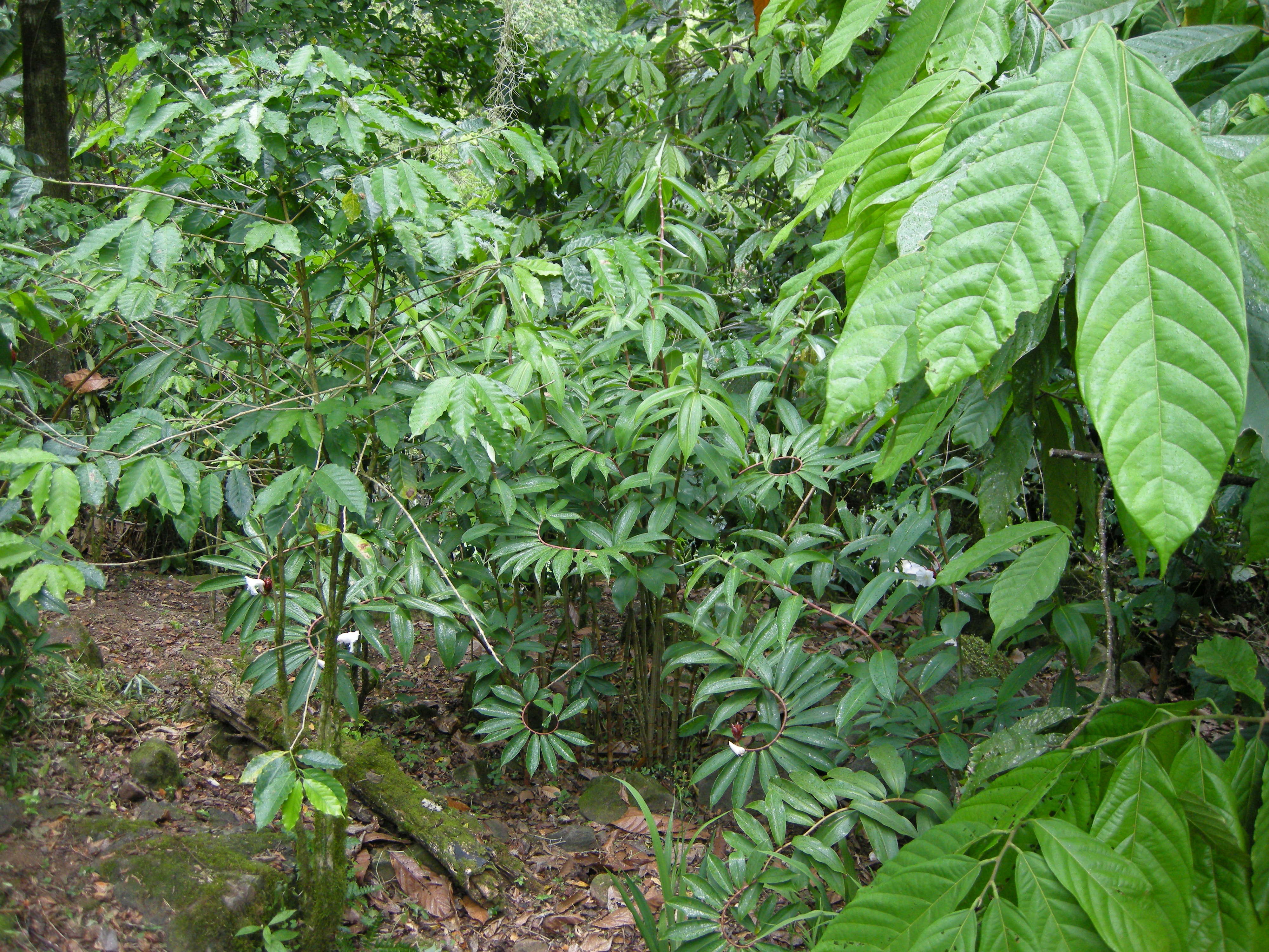 Cheilocostus_speciosus