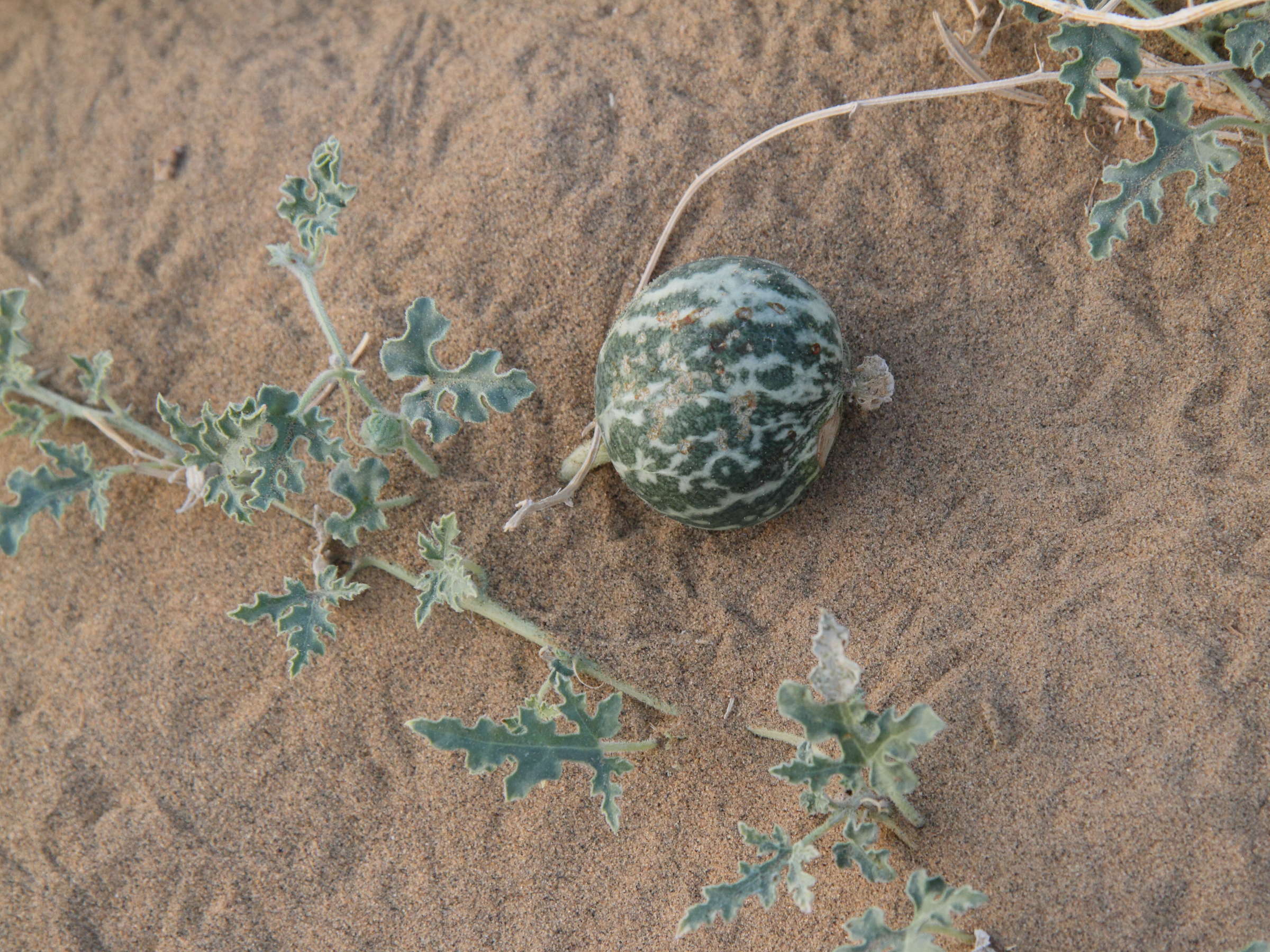 Citrullus_colocynthis