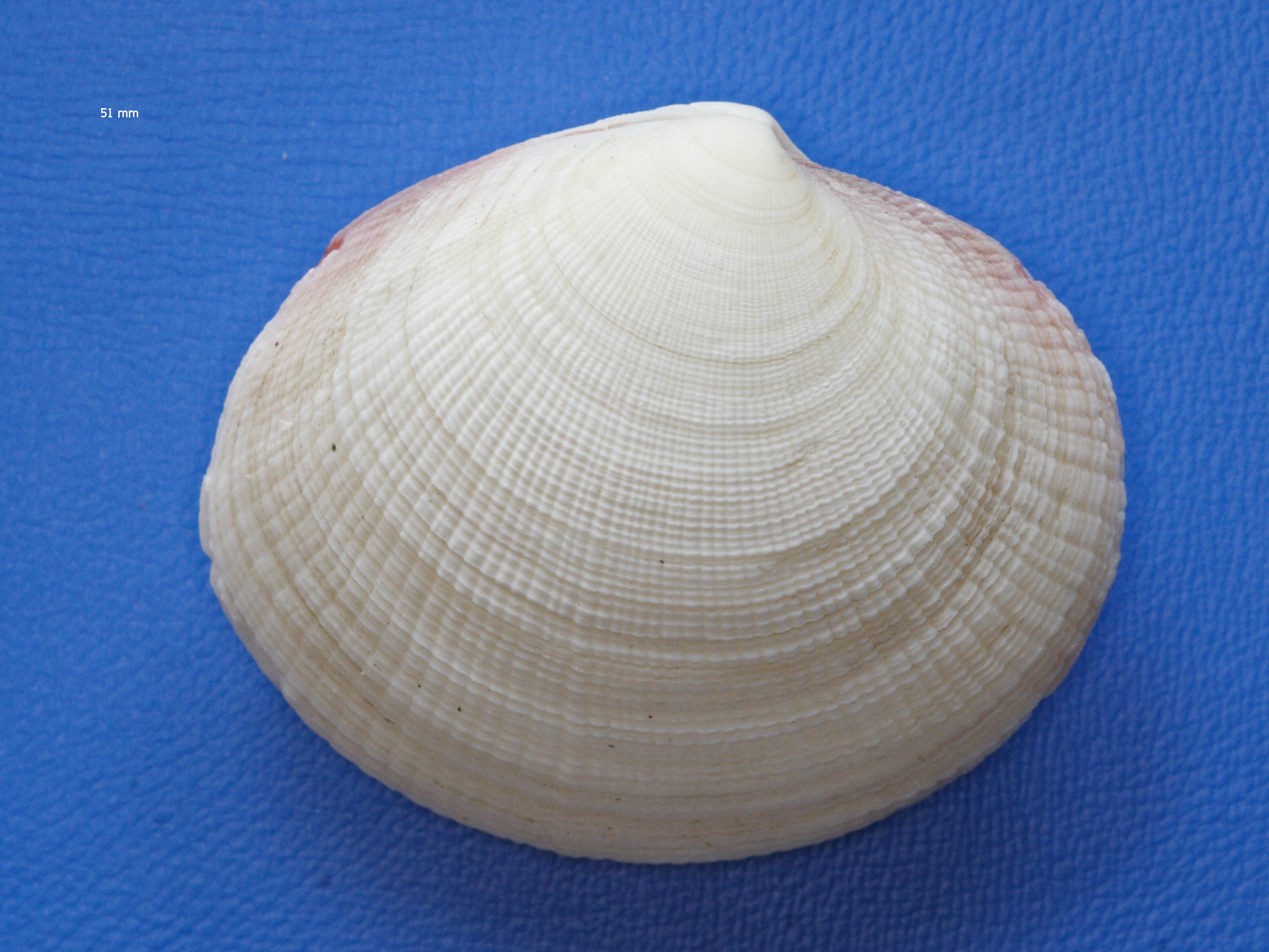 codakia_orbicularis1md