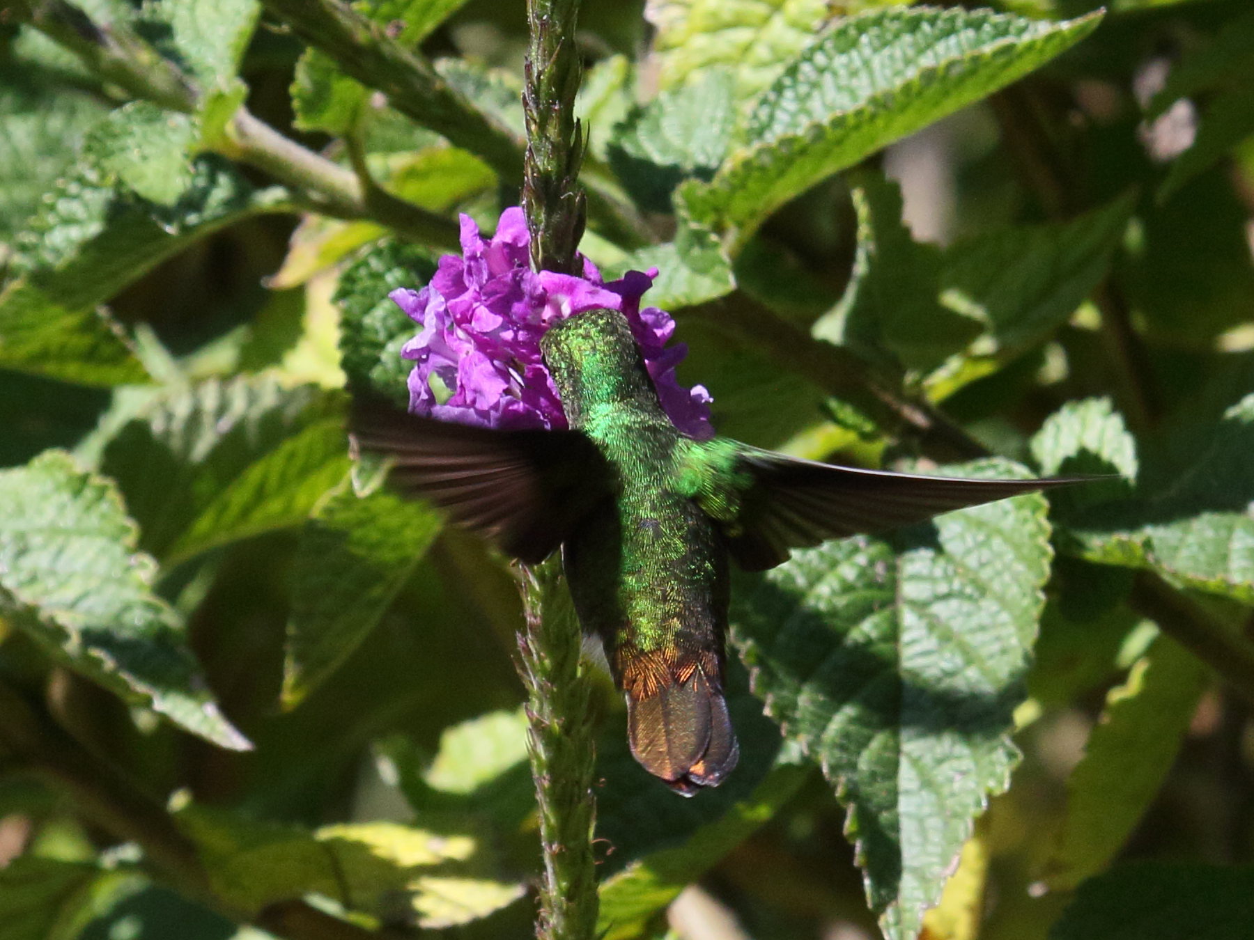 colibri_a_tete_cuivree_-_elvira_cupreiceps2bd