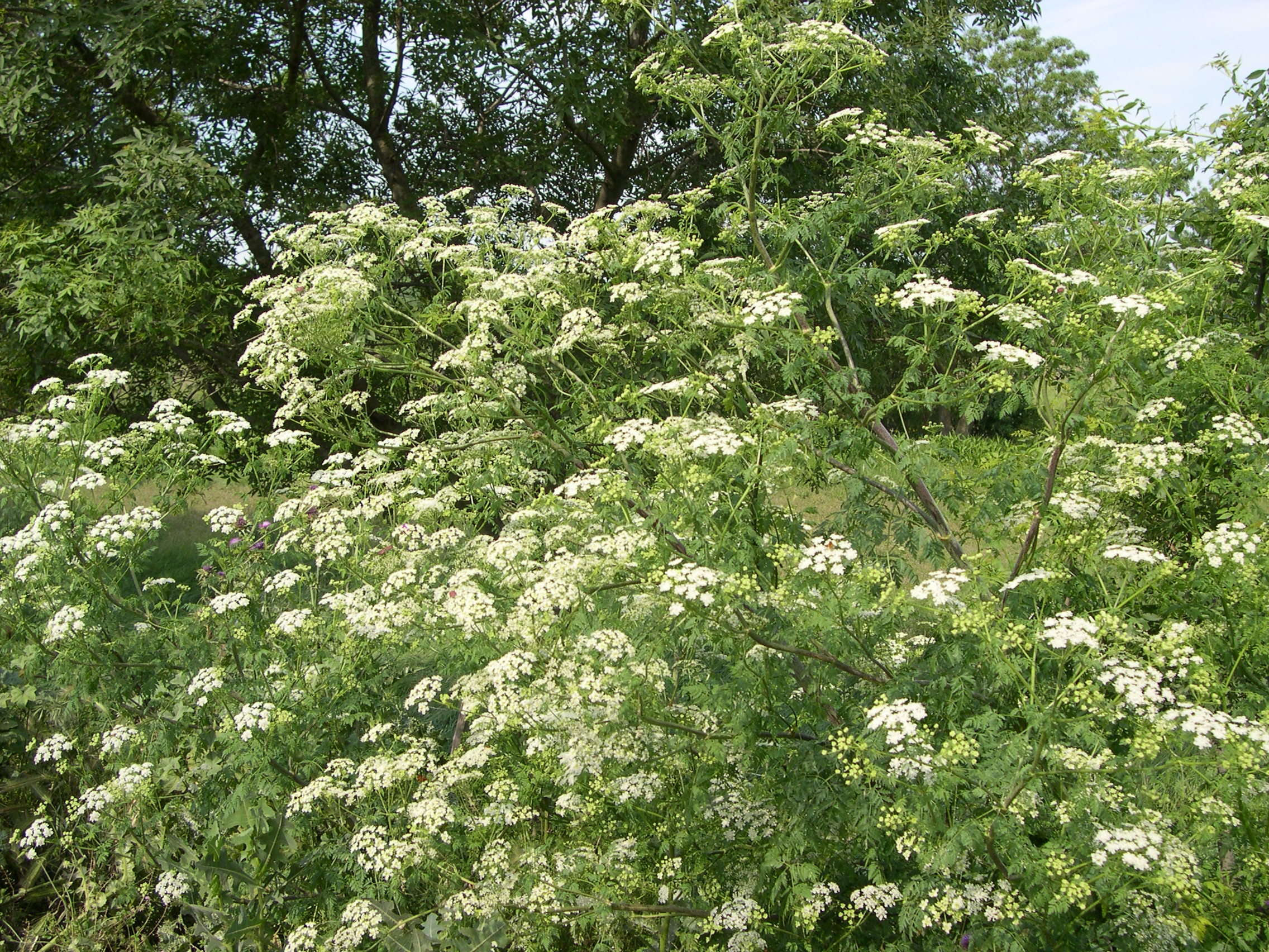 conium_maculatum1bmd