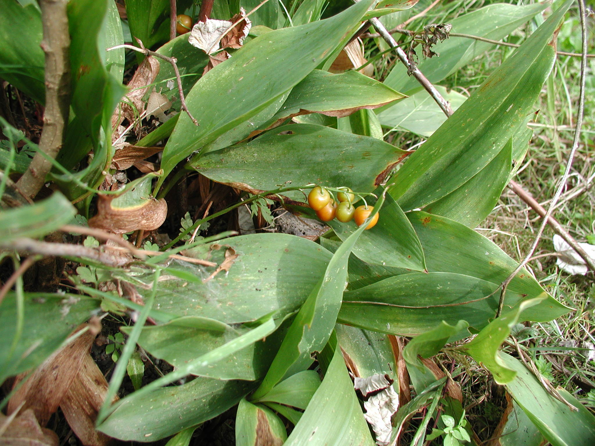 convallaria_maialis3abd