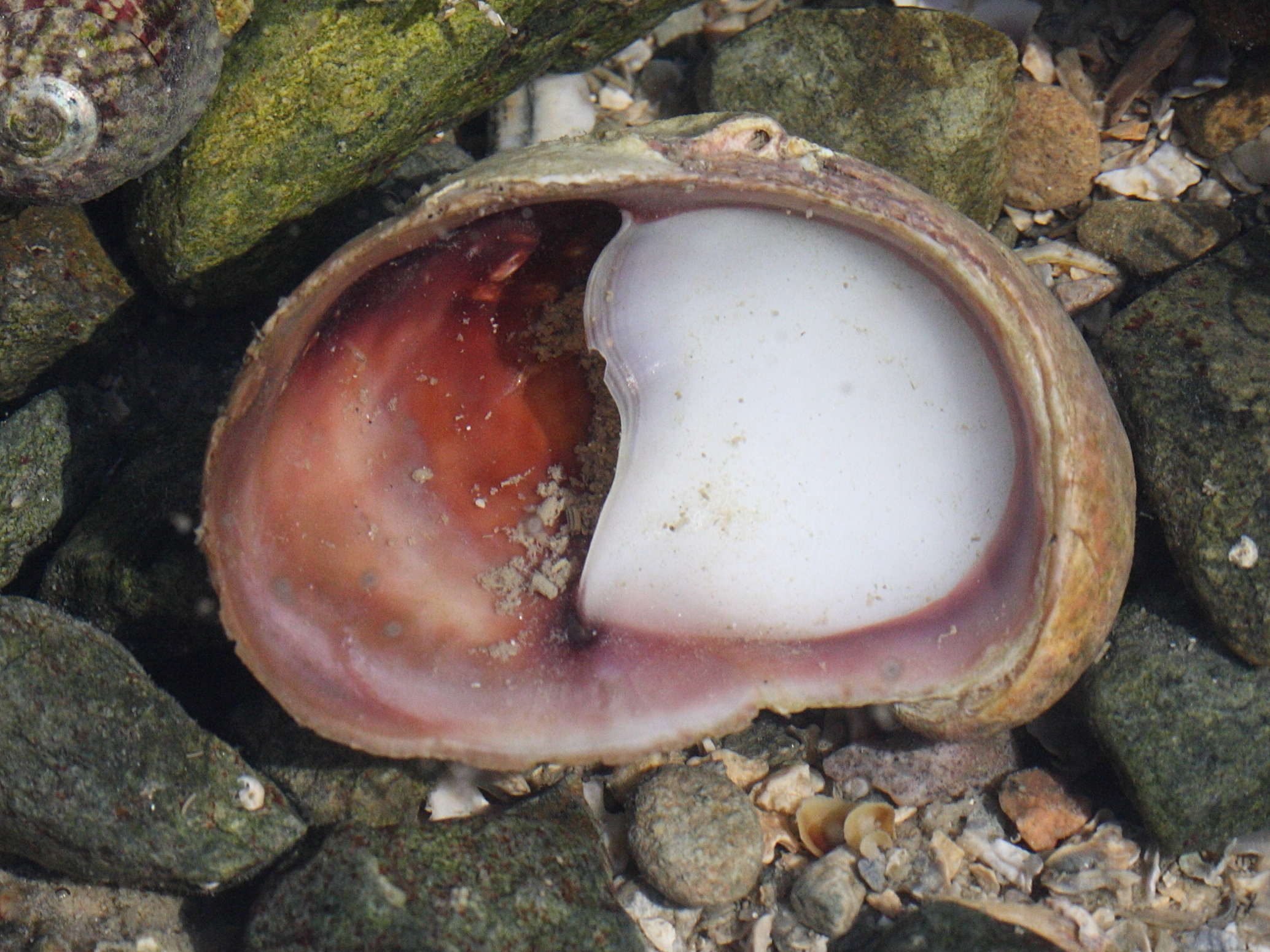 crepidula_fornicata4md