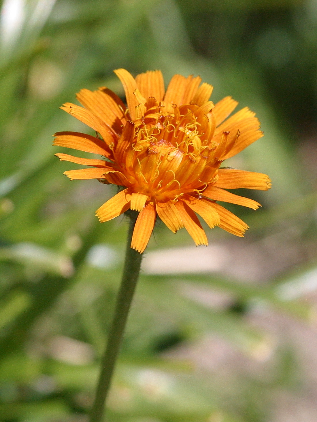 crepis_aurea3md