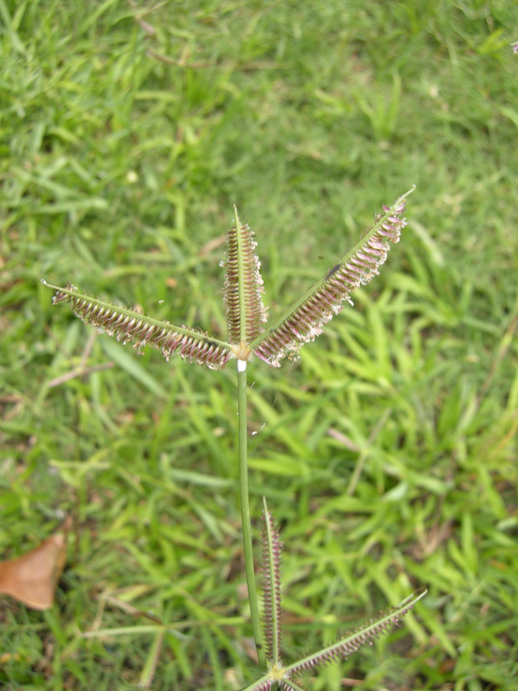 Afficher le média dactyloctenium_aegyptium3md dactyloctenium_aegyptium3md