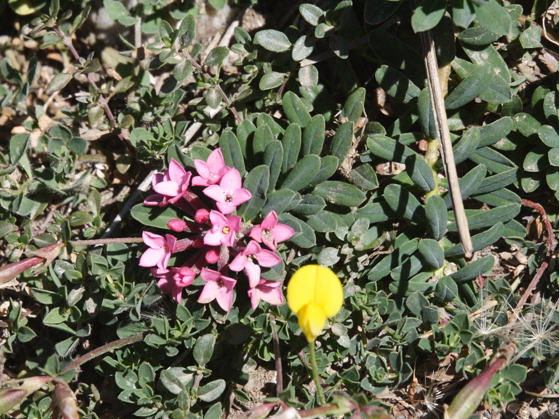 Afficher le média daphne_cneorum1md daphne_cneorum1md