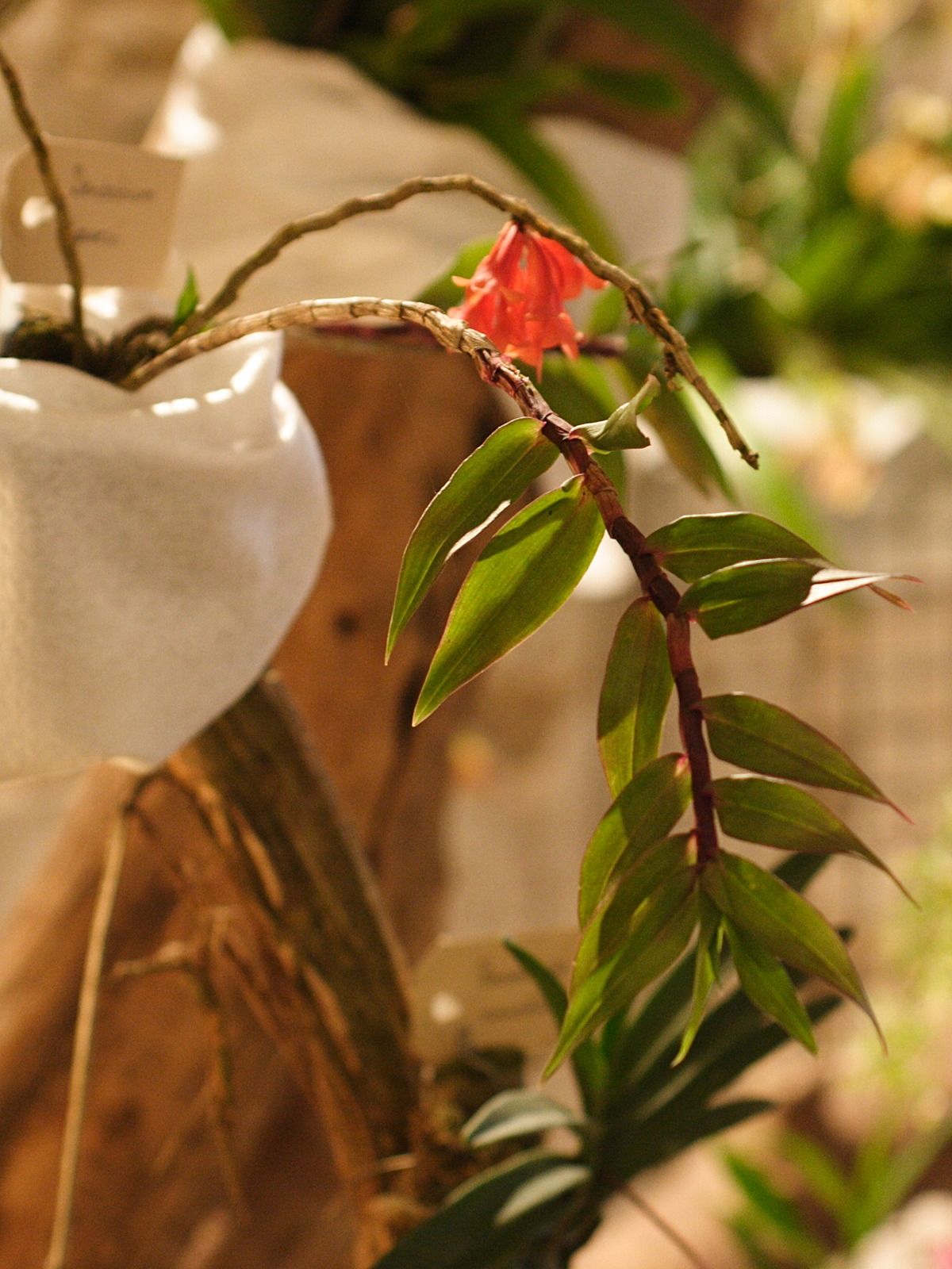 dendrobium_lawesii1md