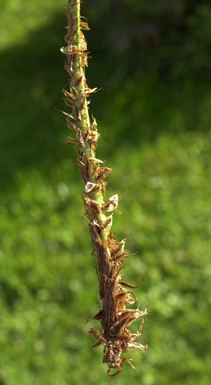 dryopteris_dilatata4amd