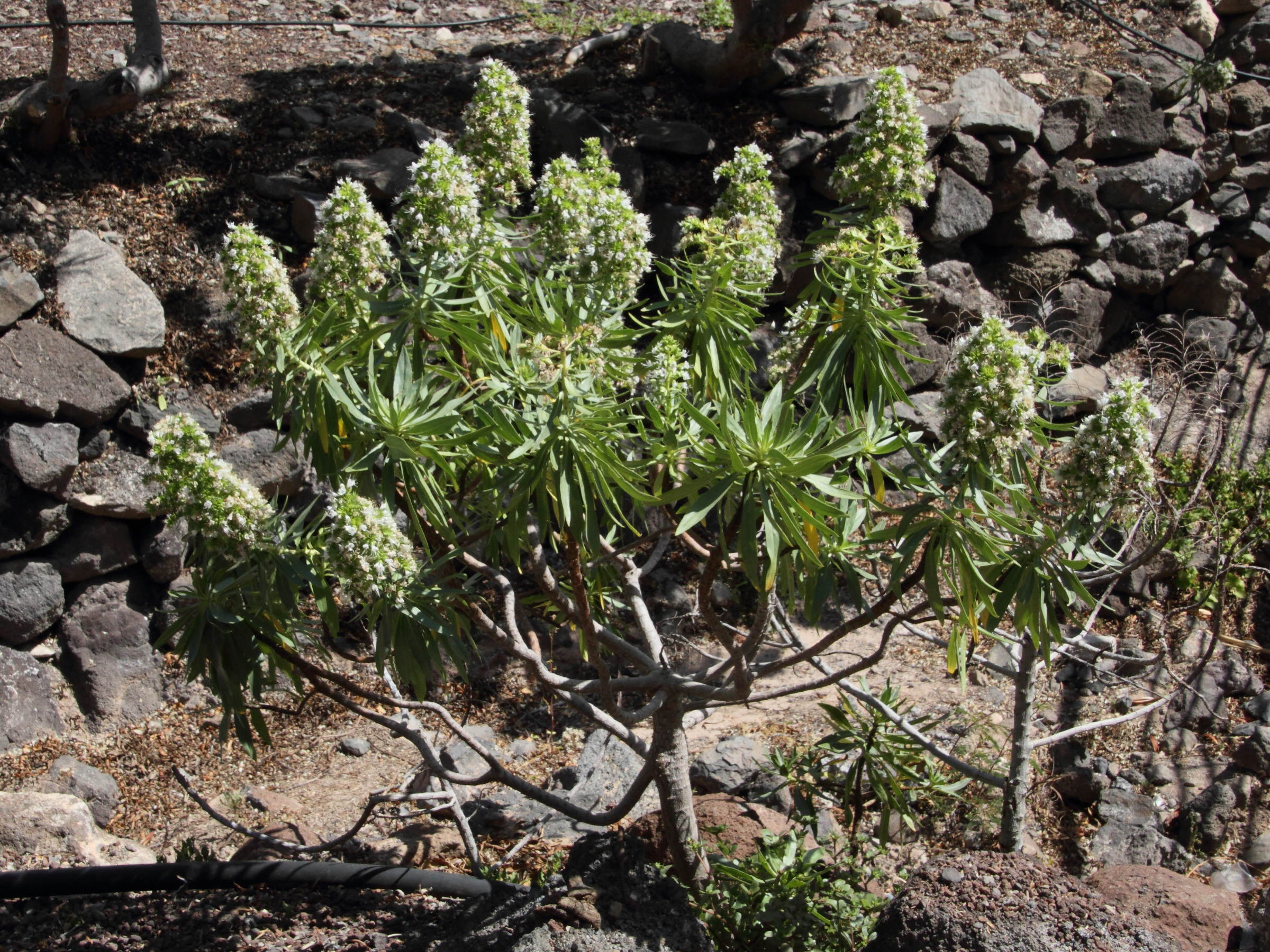 Afficher le média Echium_decaisnei Echium_decaisnei
