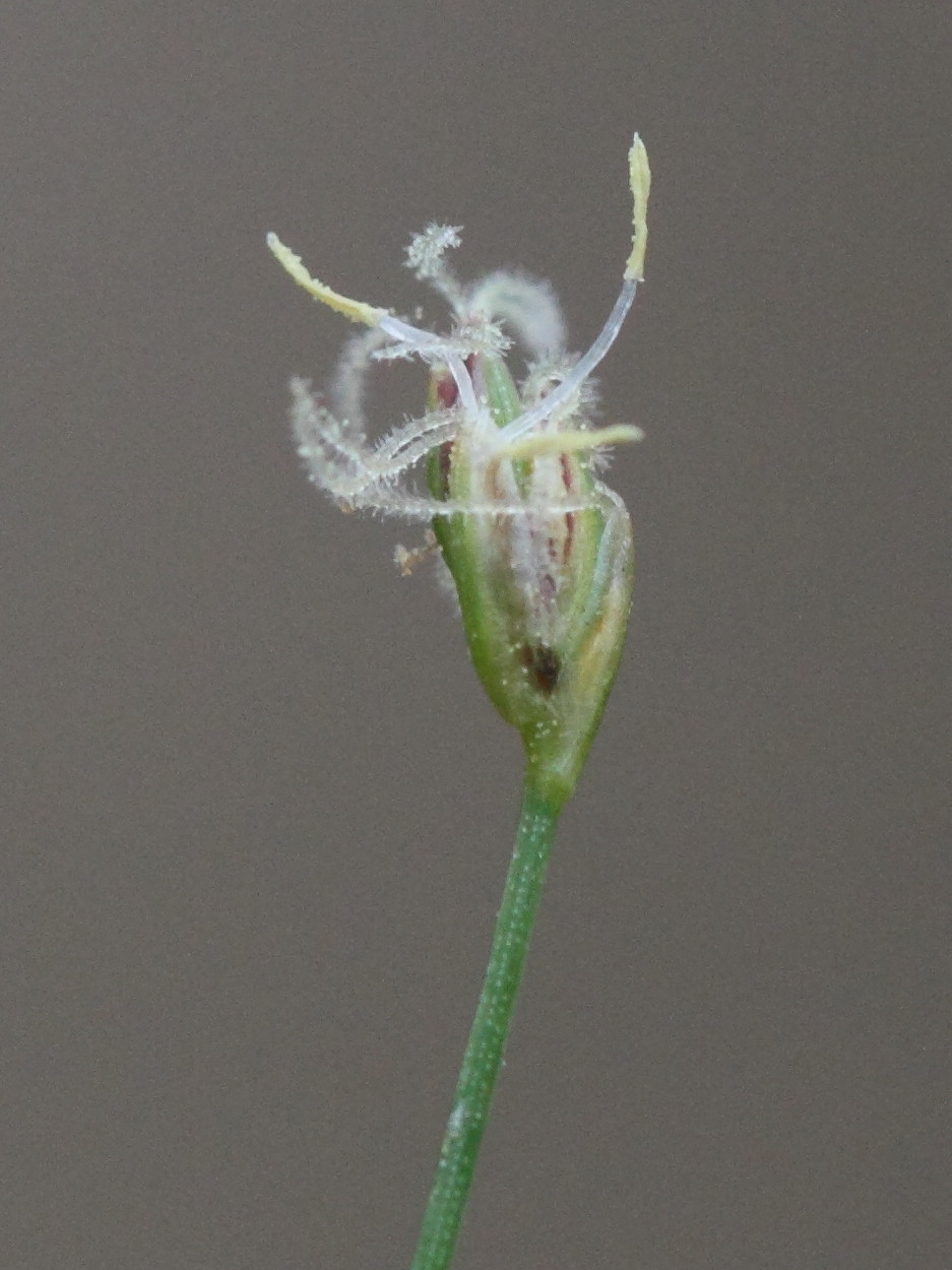 eleocharis_acicularis3md