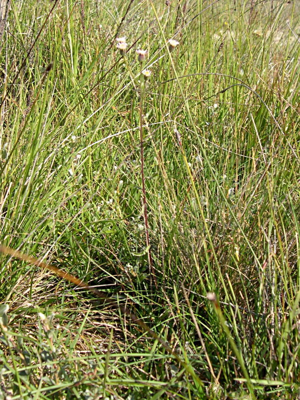 Afficher le média erigeron_acris1md erigeron_acris1md