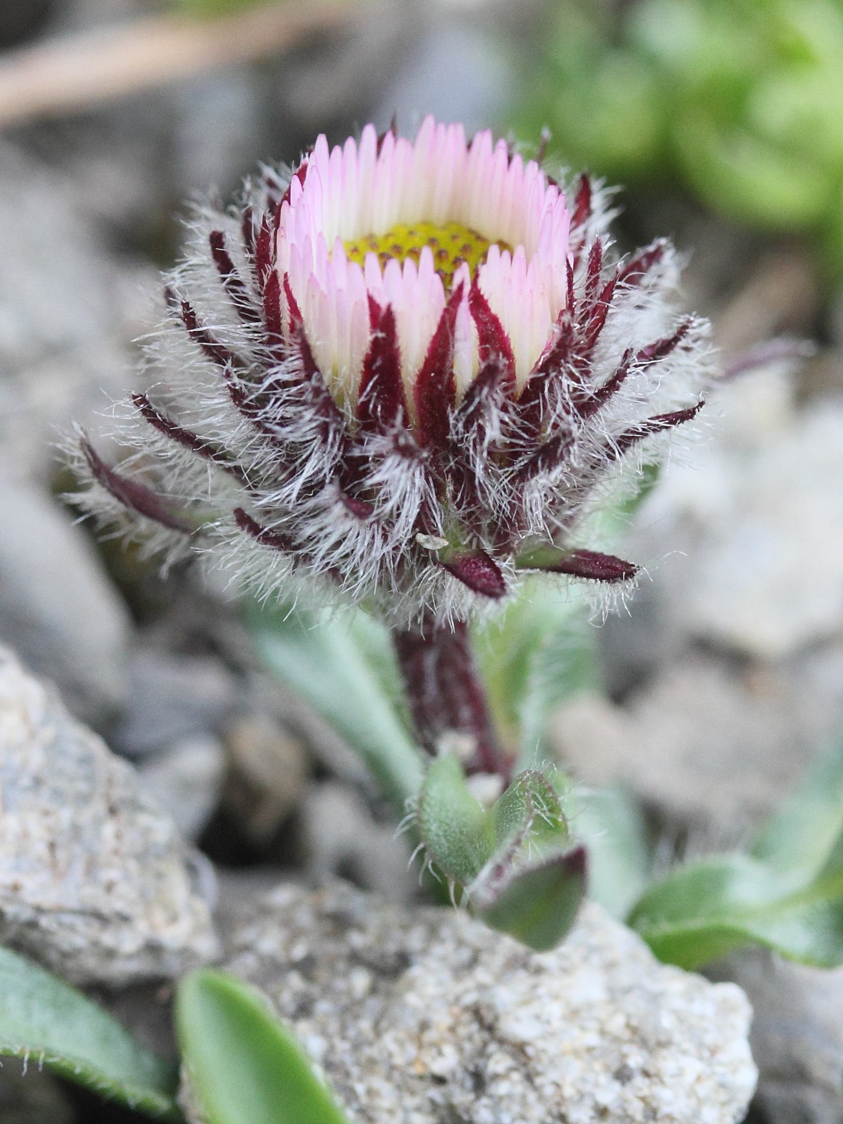 Afficher le média erigeron_uniflorus4md erigeron_uniflorus4md