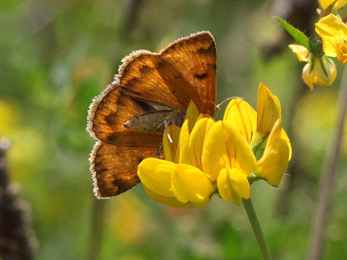 euclidia_glyphica1bbd