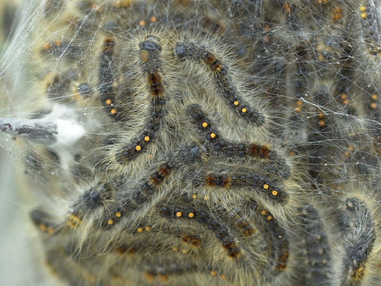 euproctis_chrysorrhea_ch2md