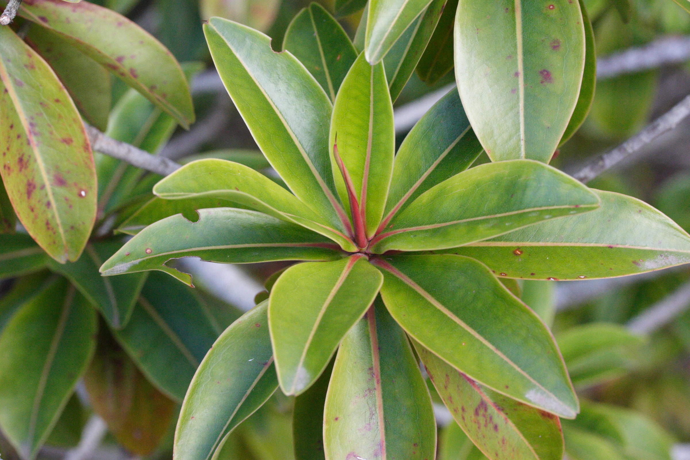 foetidia_mauritiana2md