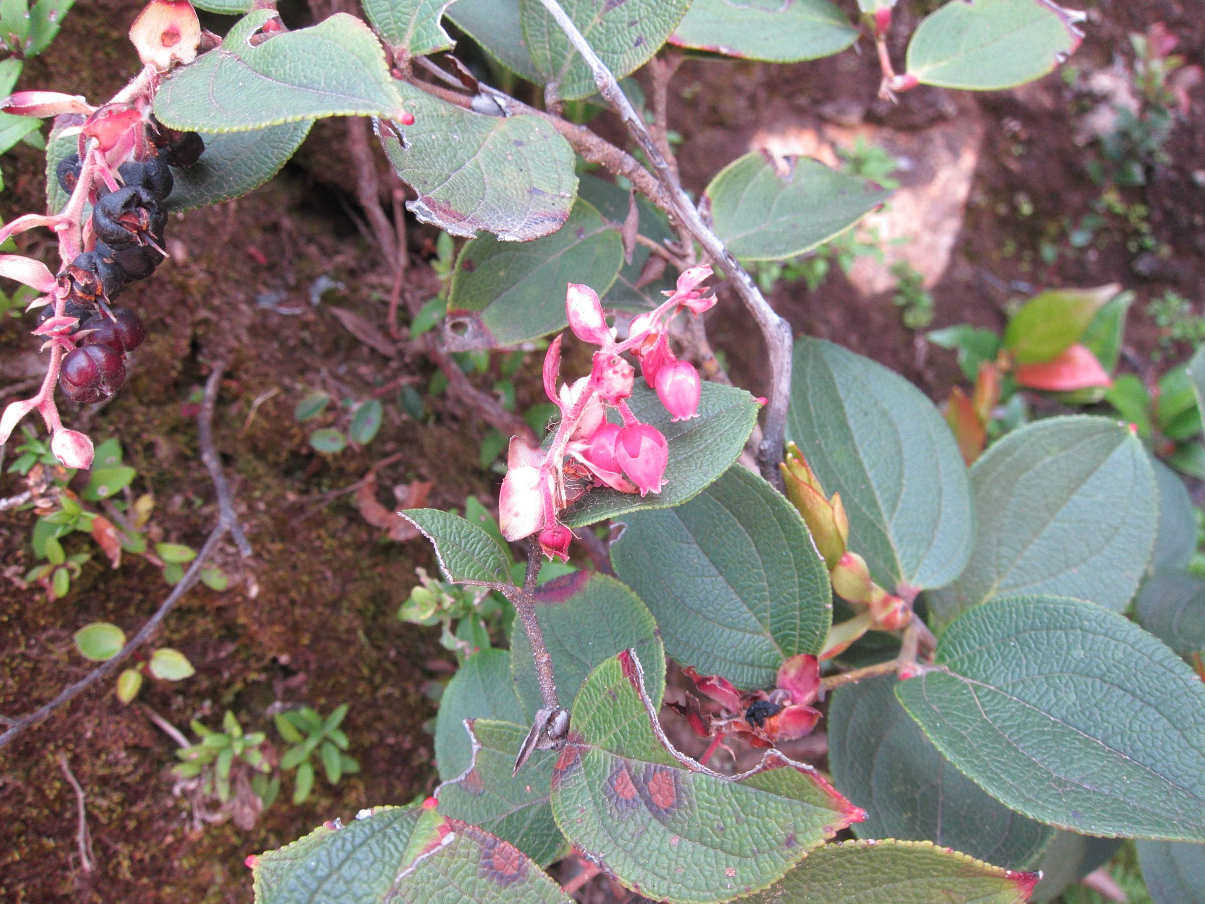 gaultheria_erecta2bd