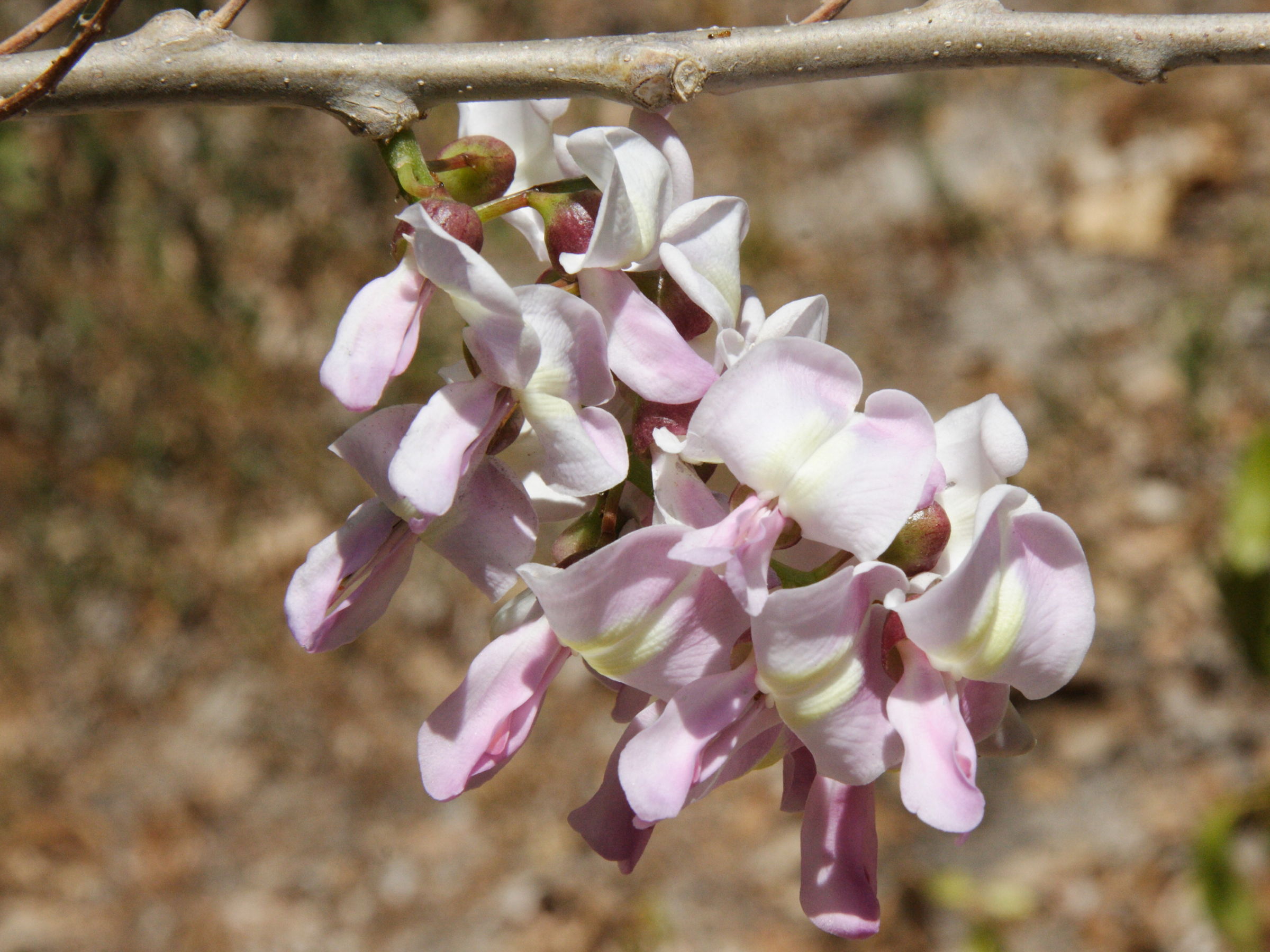 gliricidia_sepium2md