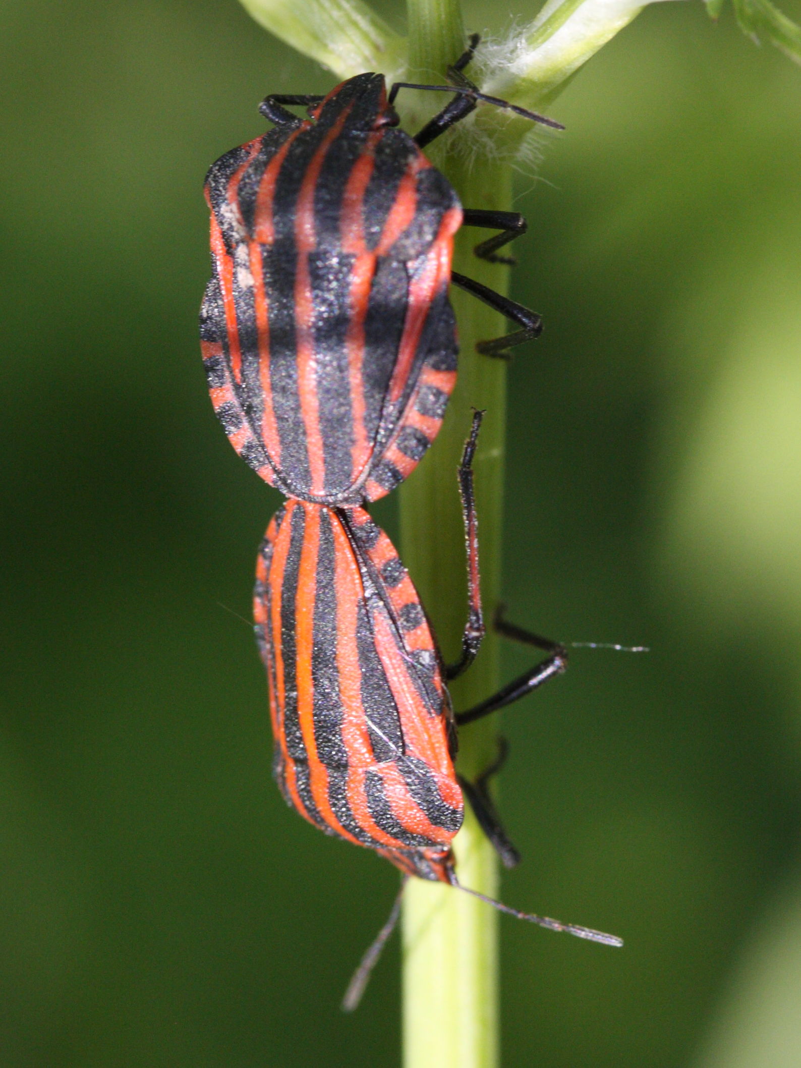graphosoma_italicum2md