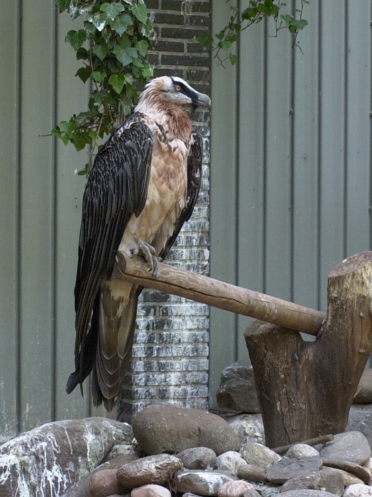 gypaete_barbu_-_gypaetus_barbatus2md