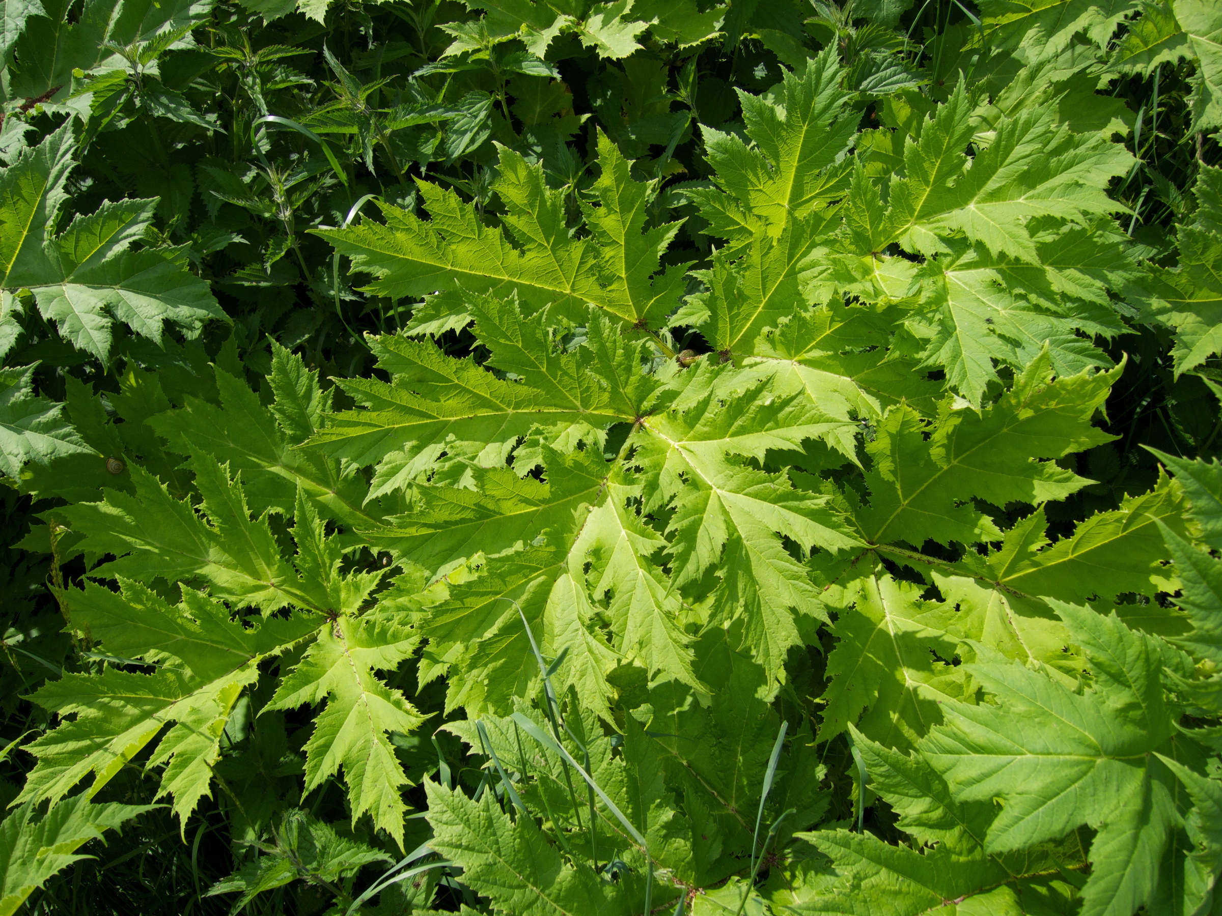 heracleum_mantegazzianum6md