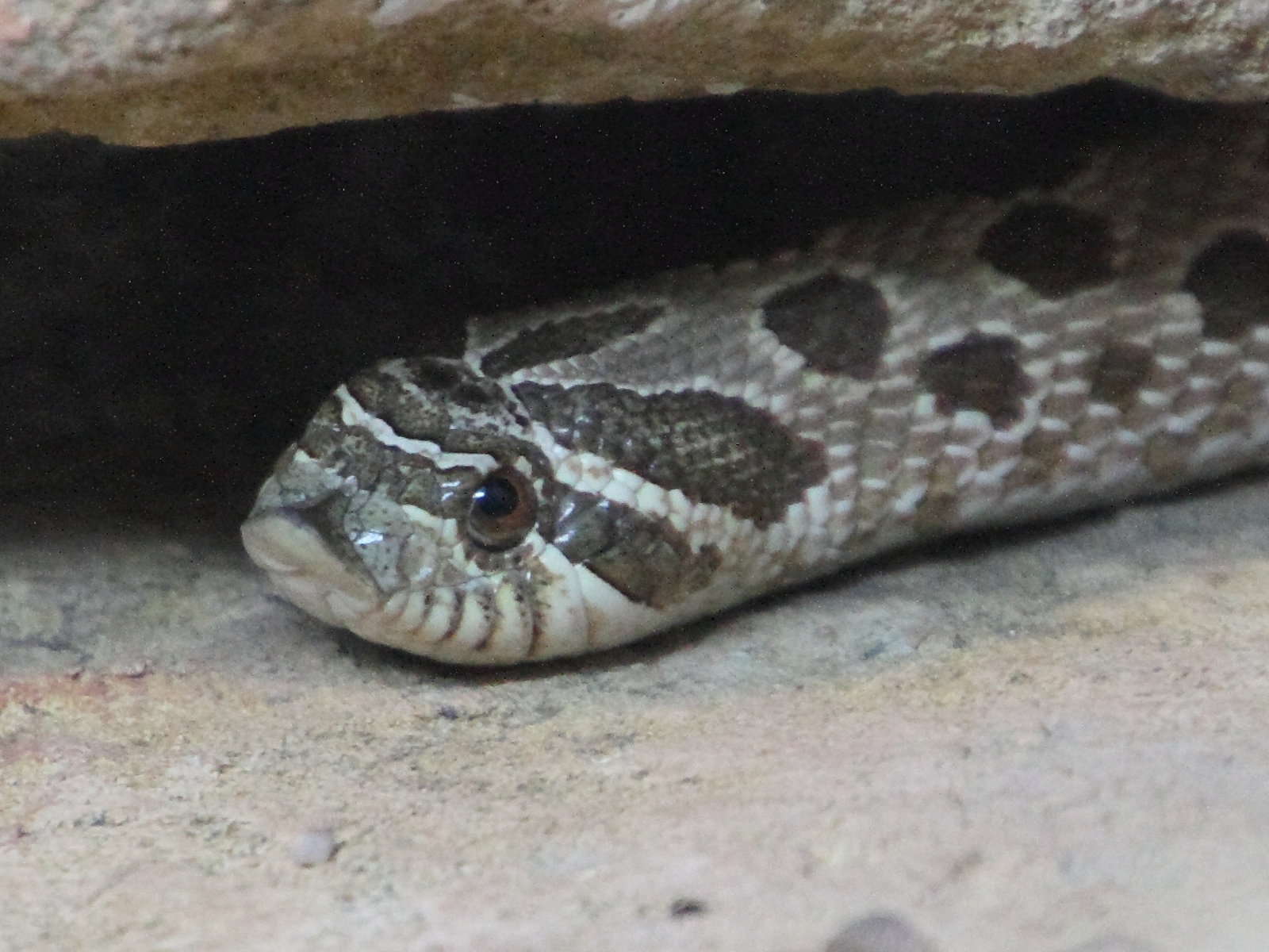 Afficher le média heterodon_nasicus2md heterodon_nasicus2md