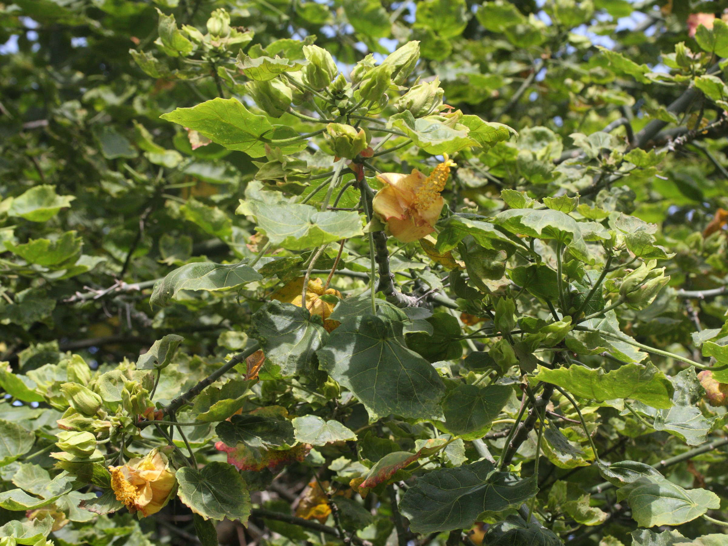 hibiscus_columnaris1md