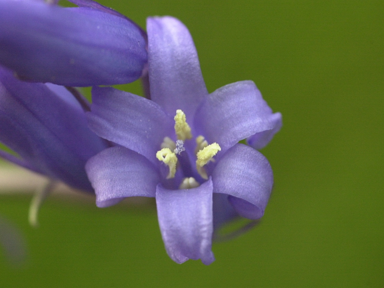 Afficher le média Hyacinthoides_non-scripta ssp. non-scripta Hyacinthoides_non-scripta ssp. non-scripta