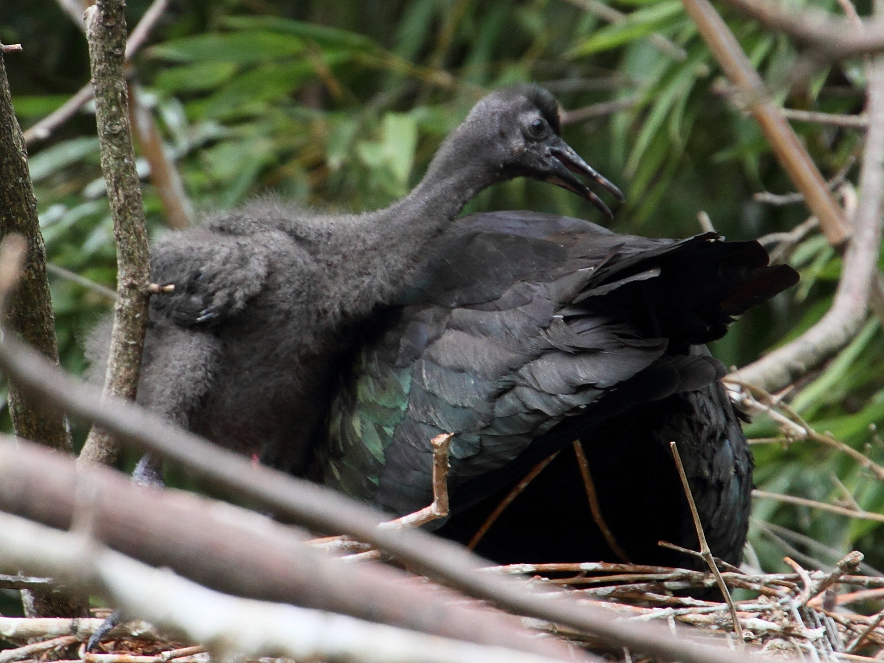 ibis_de_ridgway_-_plecadis_ridgwayimd