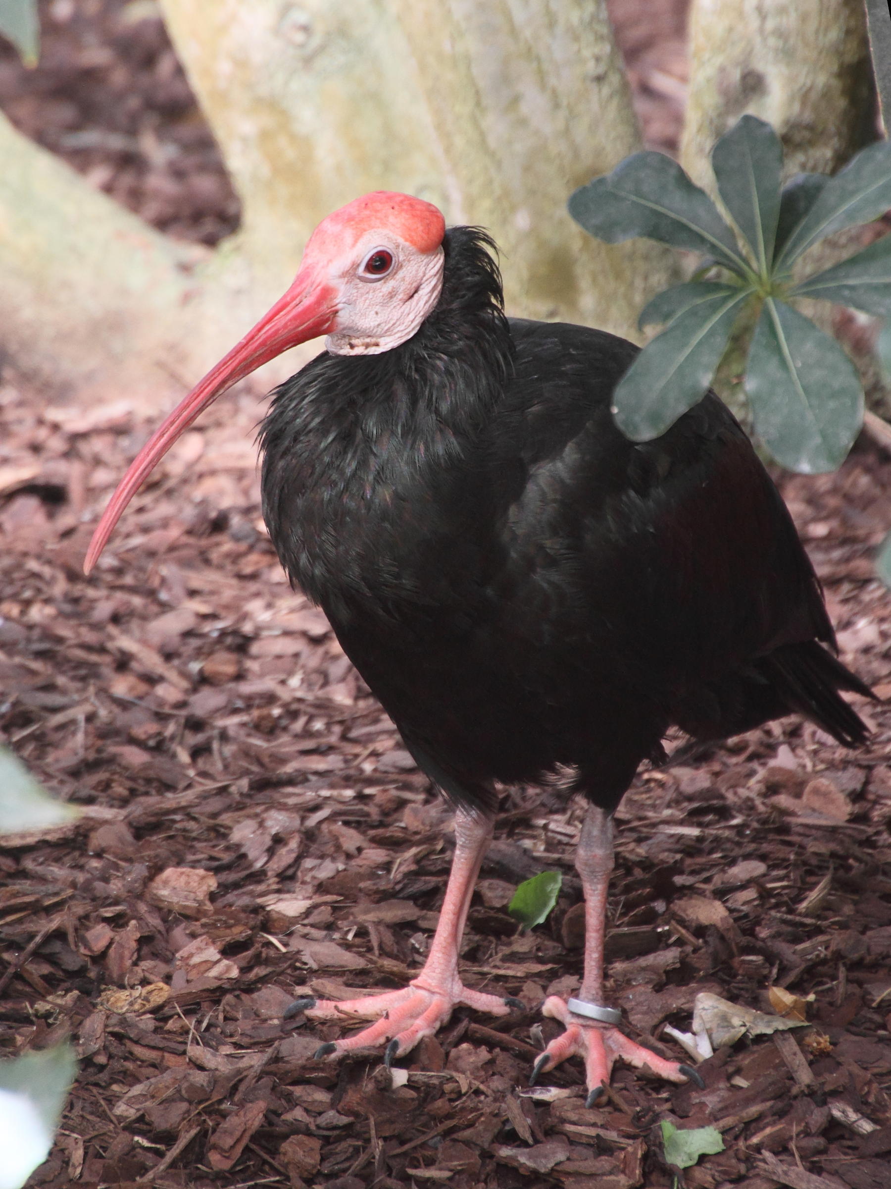 ibis_du_cap_-_geronticus_calvus4md