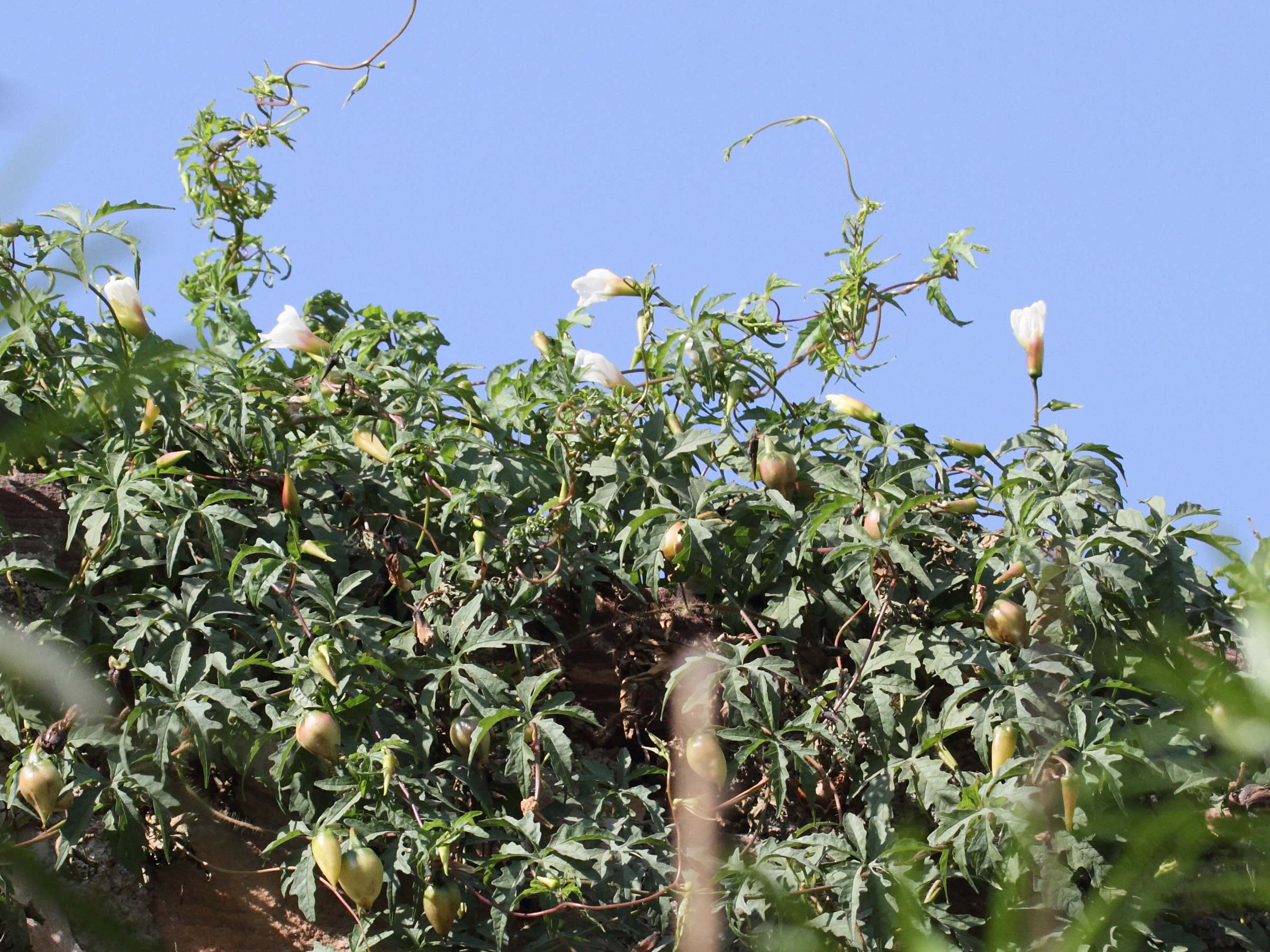 ipomoea_pes-tigridis1bd