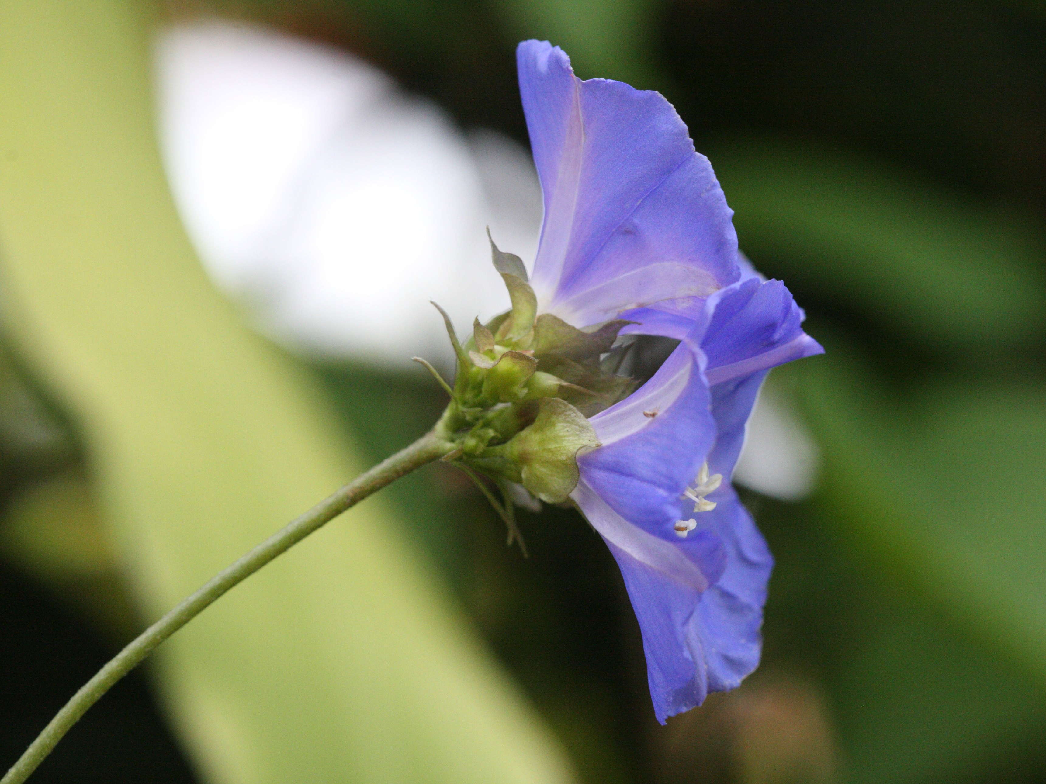 Afficher le média jacquemontia_pentantha2md jacquemontia_pentantha2md