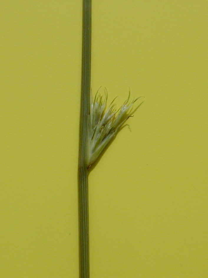 juncus_filiformis3md