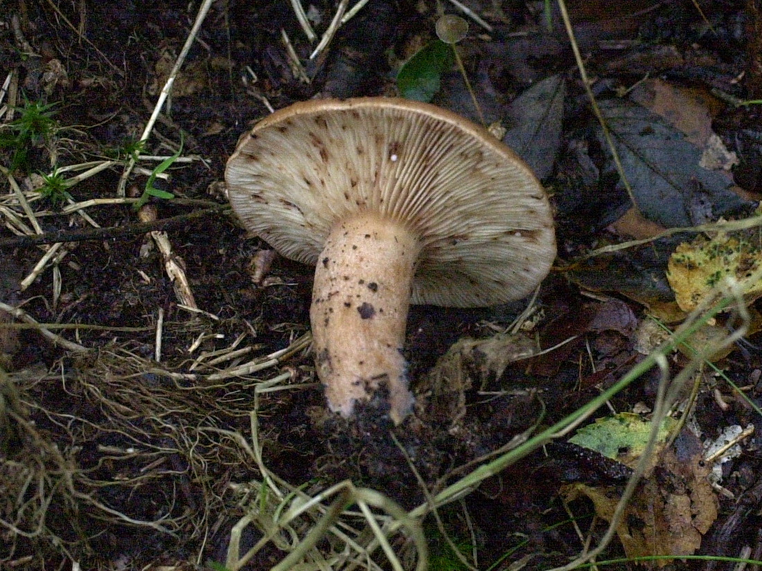 Afficher le média lactarius_quietus3md lactarius_quietus3md