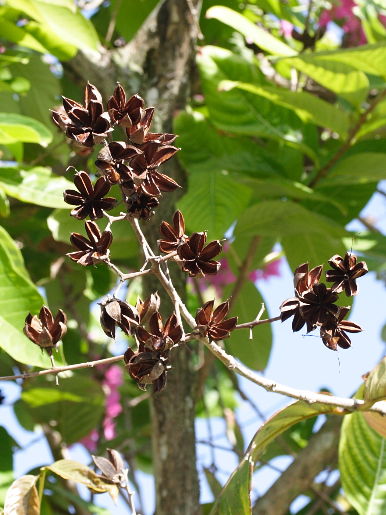 Afficher le média lagerstroemia_speciosa6md lagerstroemia_speciosa6md