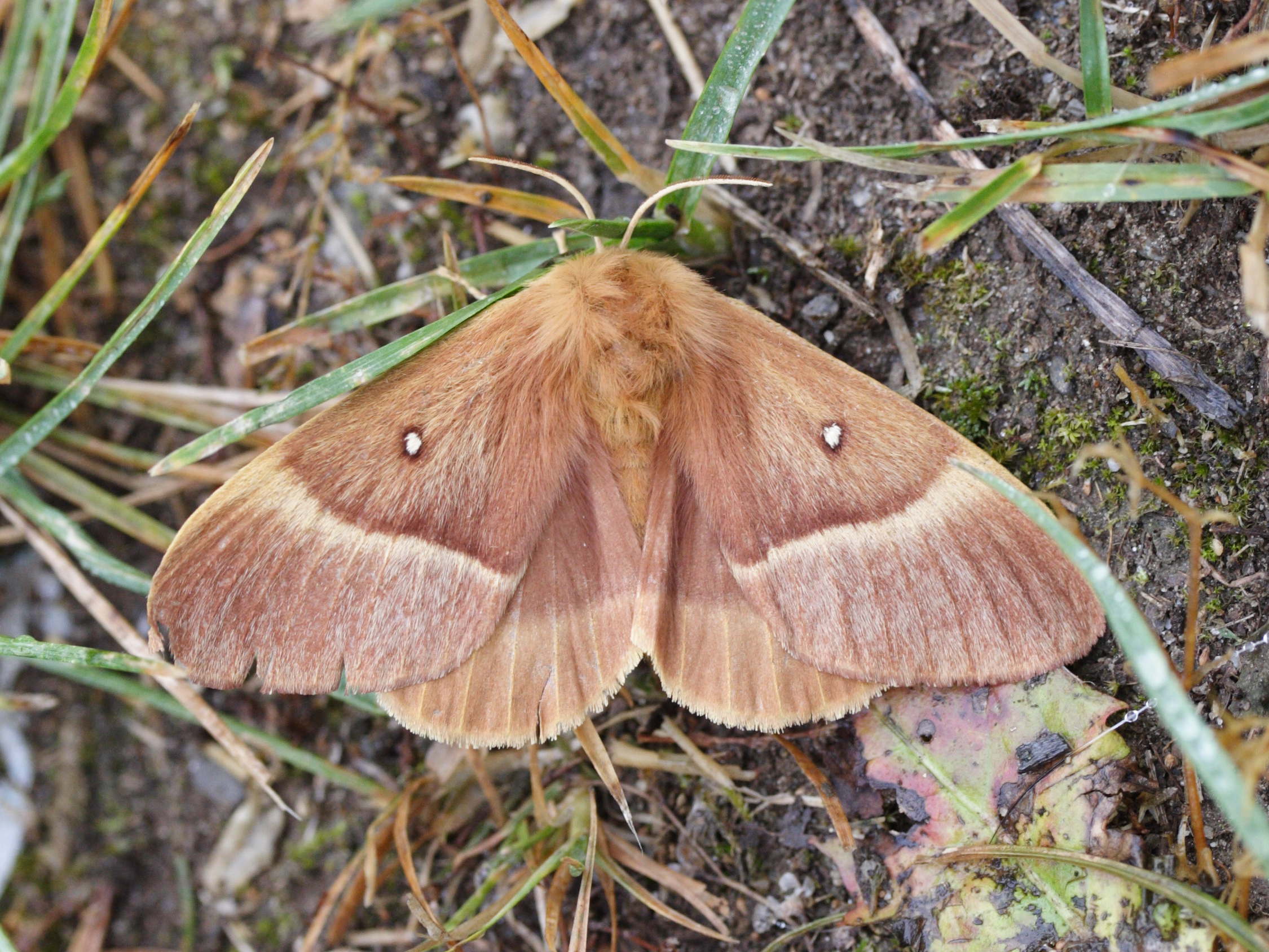 lasiocampa_quercus2amd