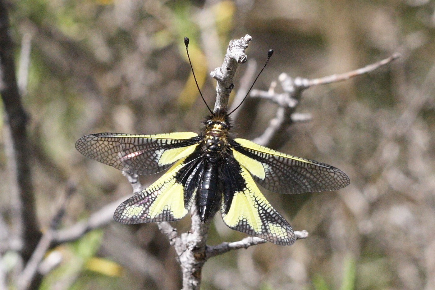 libelloides_coccajus2md