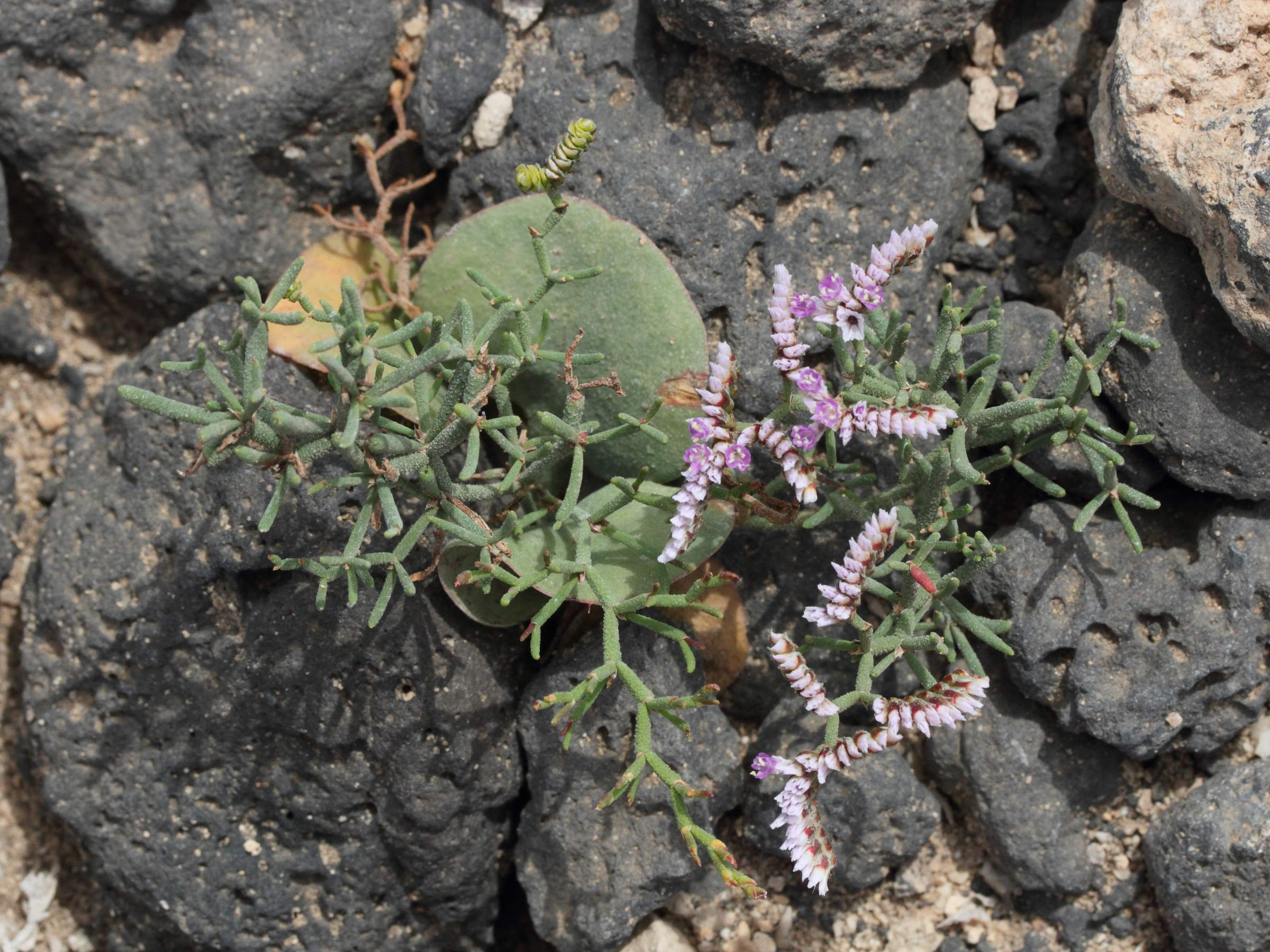 limonium_papillatum1md