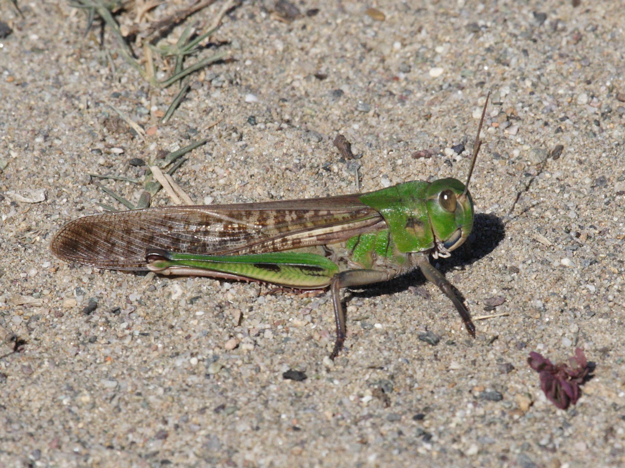 Locusta_migratoria1MD