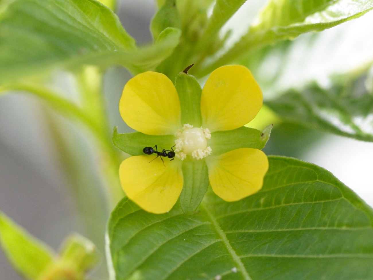 ludwigia_octovalvis8md