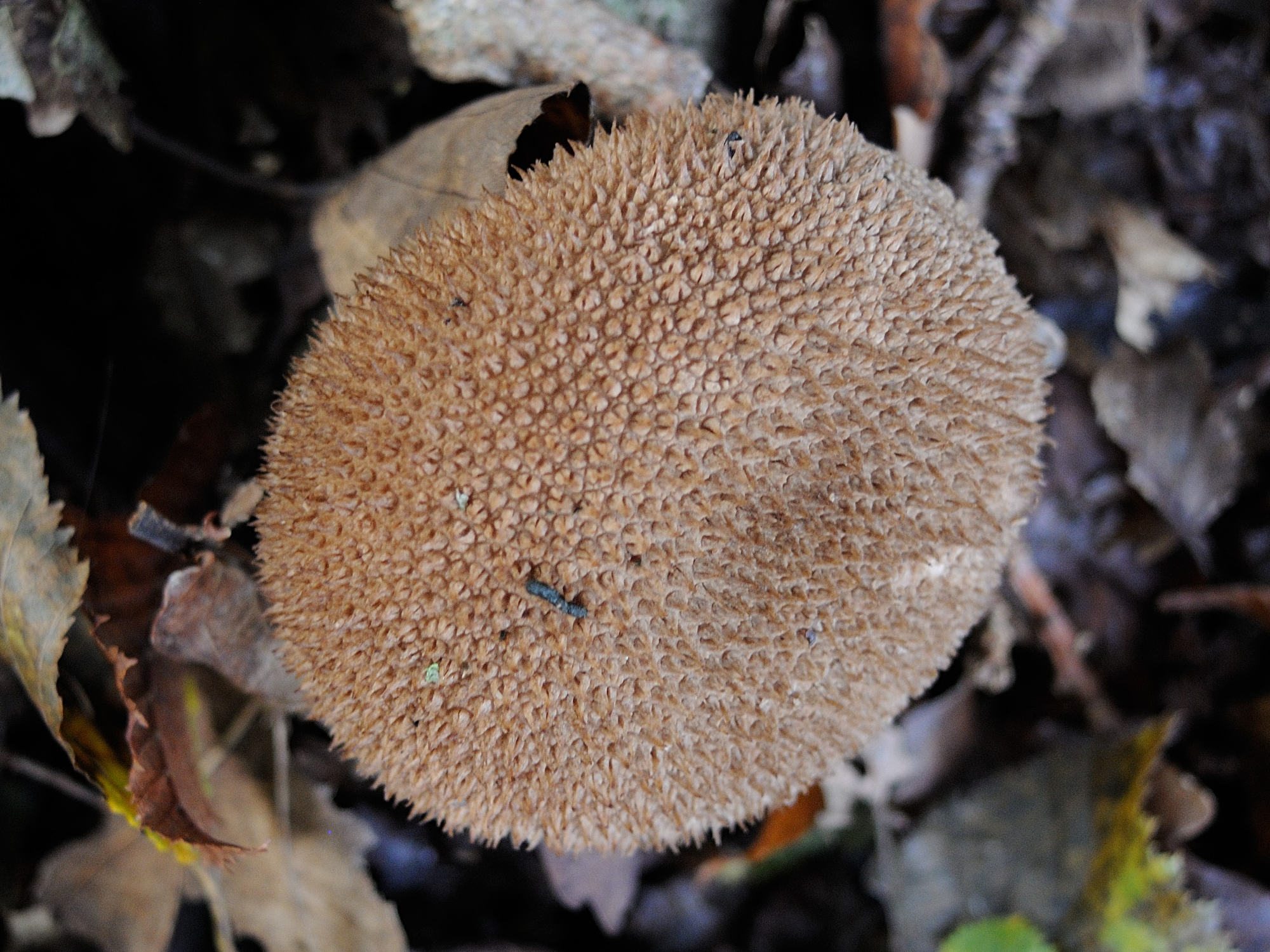 lycoperdon_echinatum2md