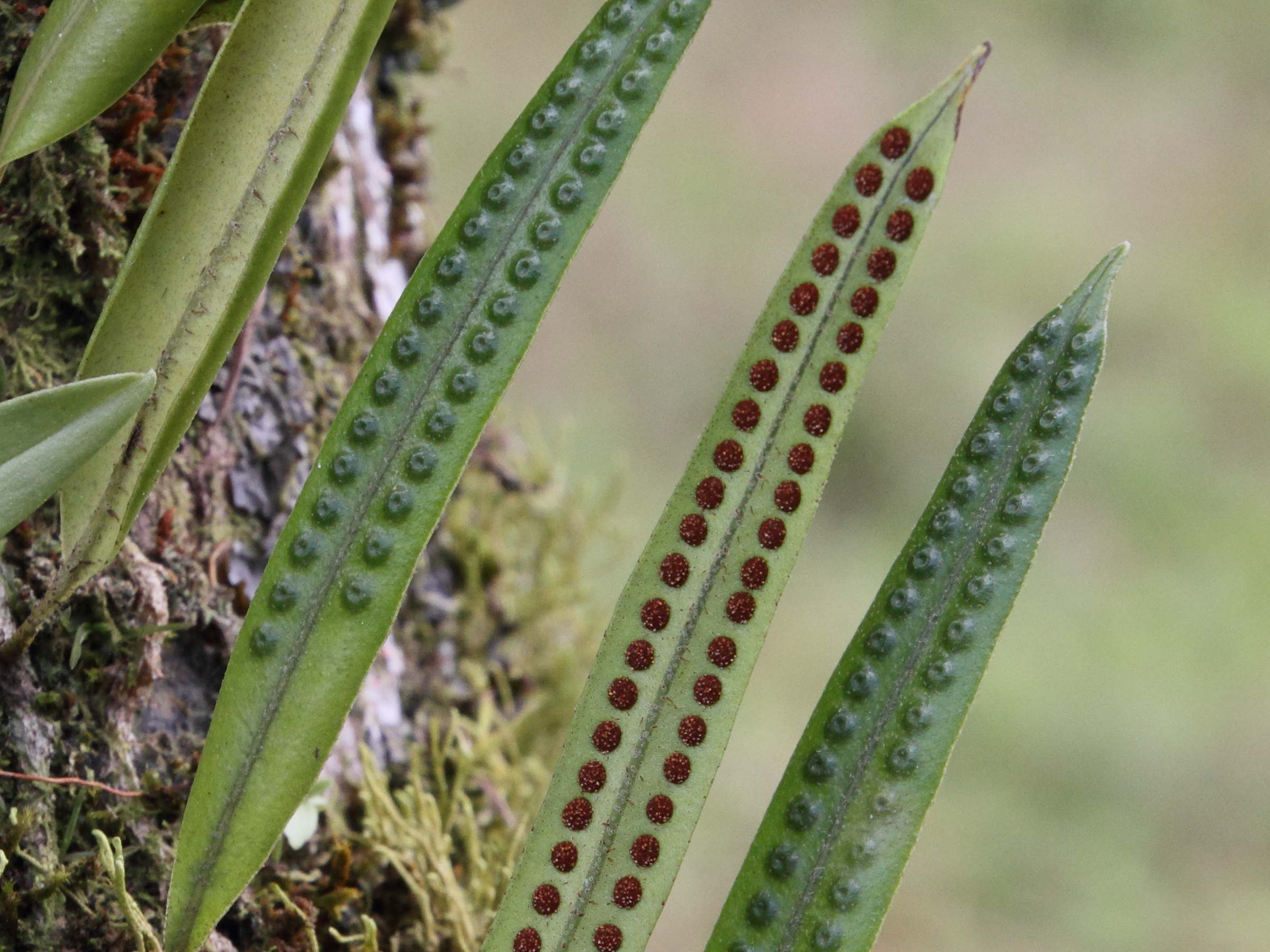 microgramma_percussa3md