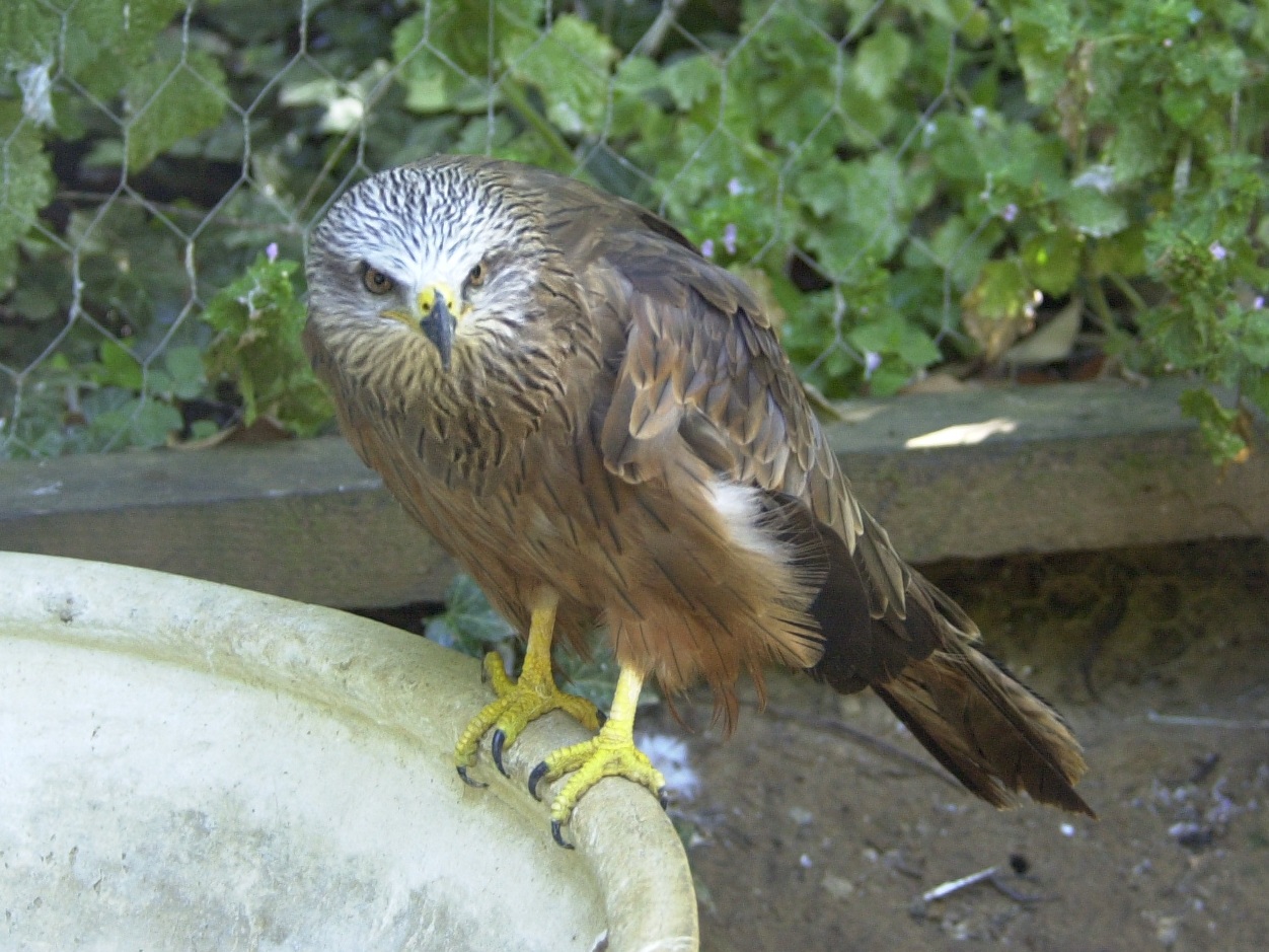 milan_noir_-_milvus_migrans1md