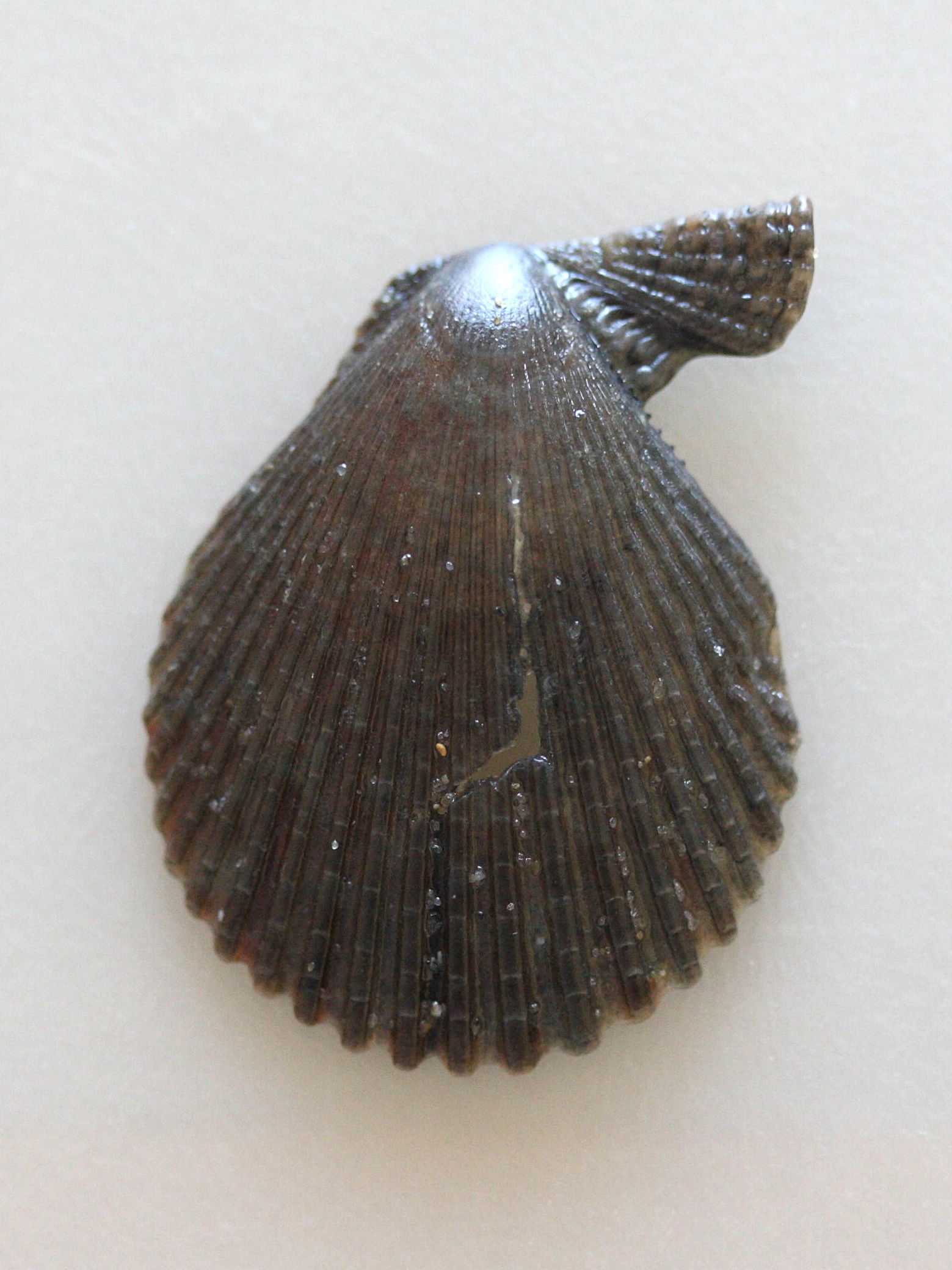 mimachlamys_varia4md