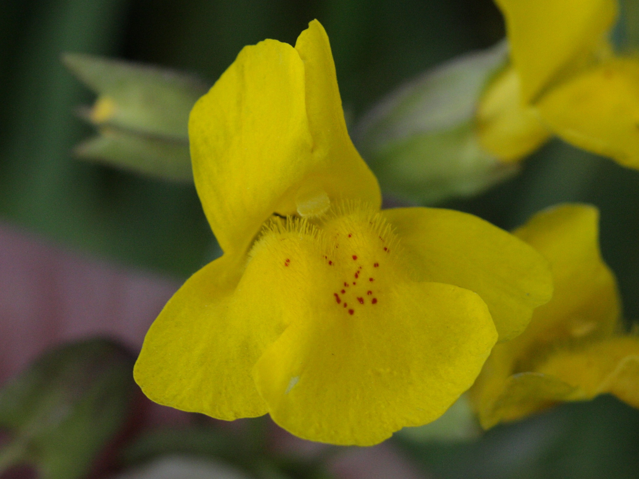 Afficher le média mimulus_guttatus4bd mimulus_guttatus4bd