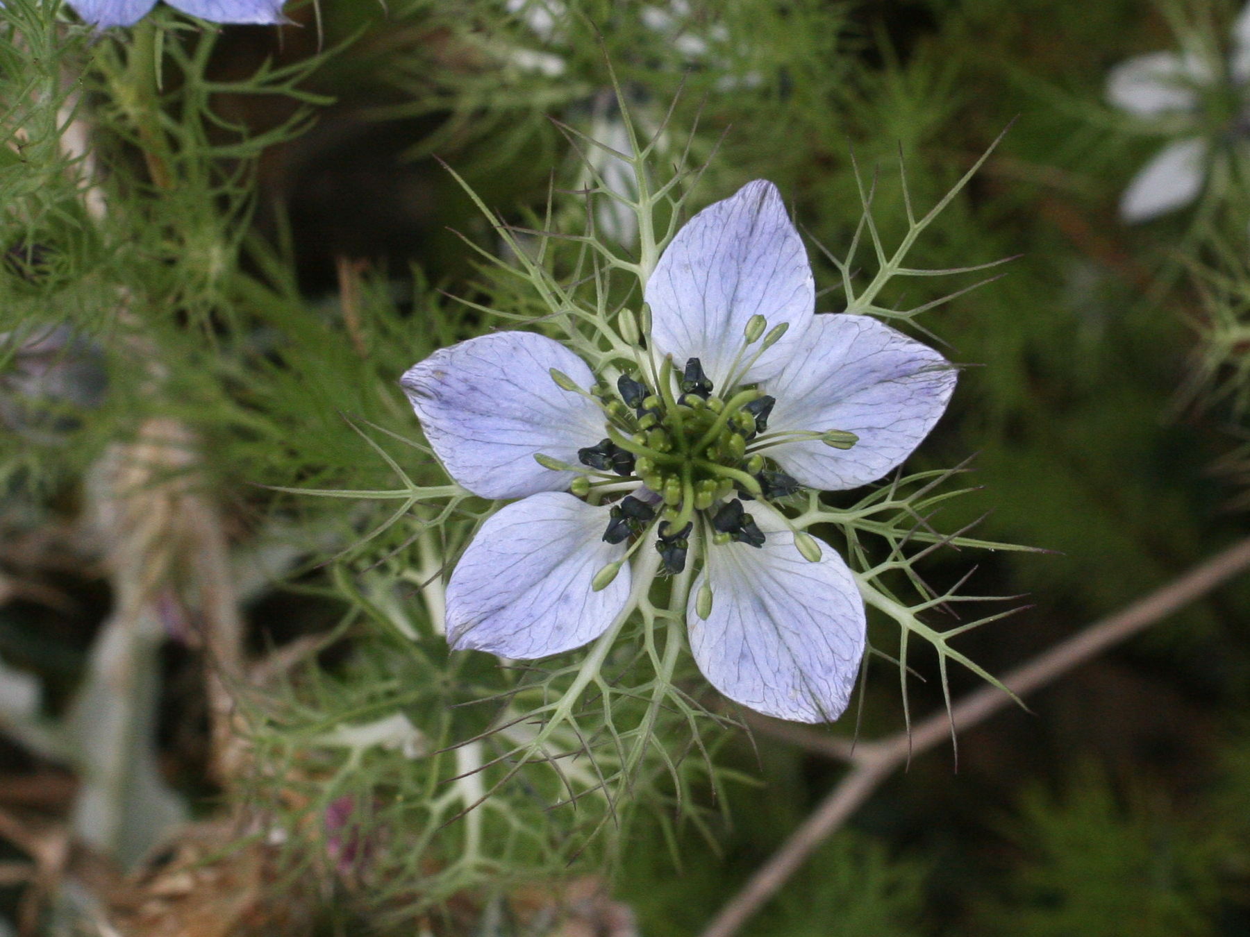 nigella_damascena2md
