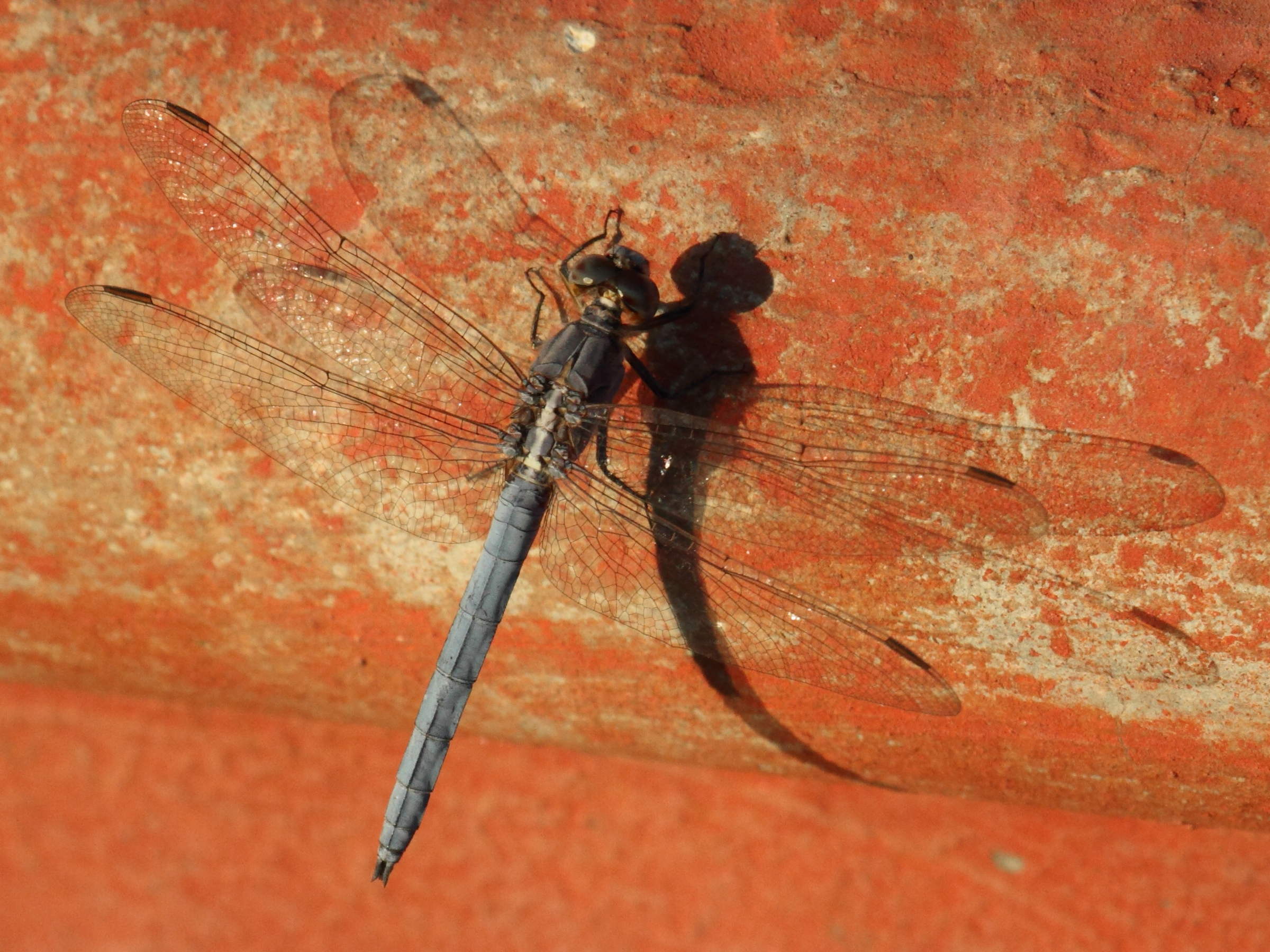 orthetrum_glaucum1bd