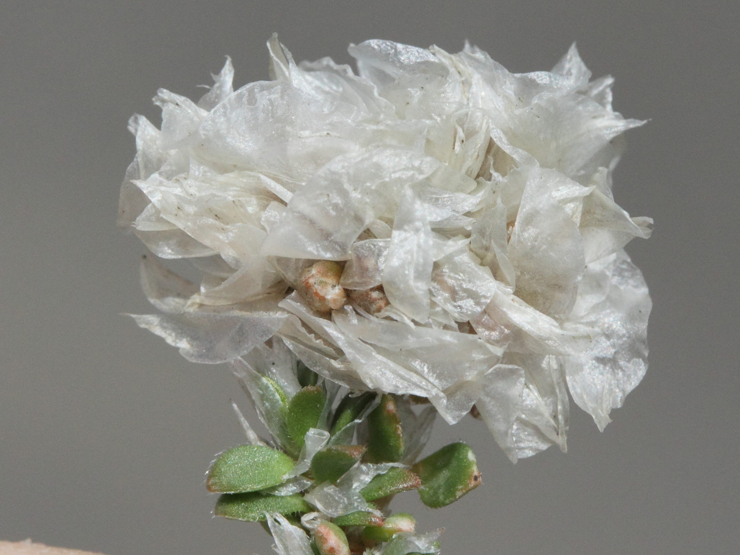 paronychia_kapela2md